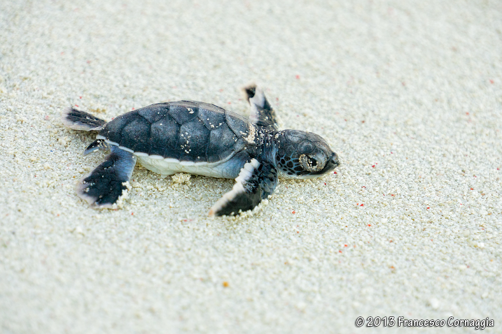 Loggerhead turtle caretta_03