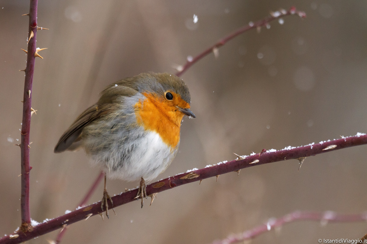 Robin in the snow.