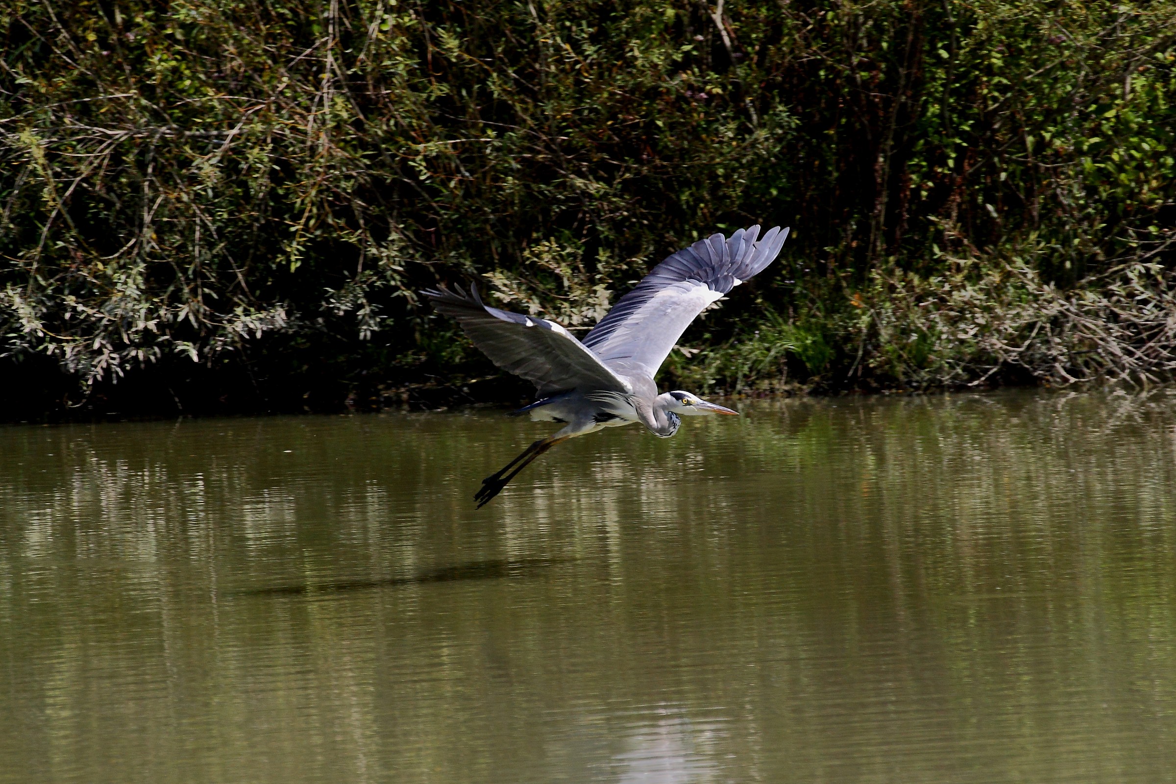 airone cenerino in volo