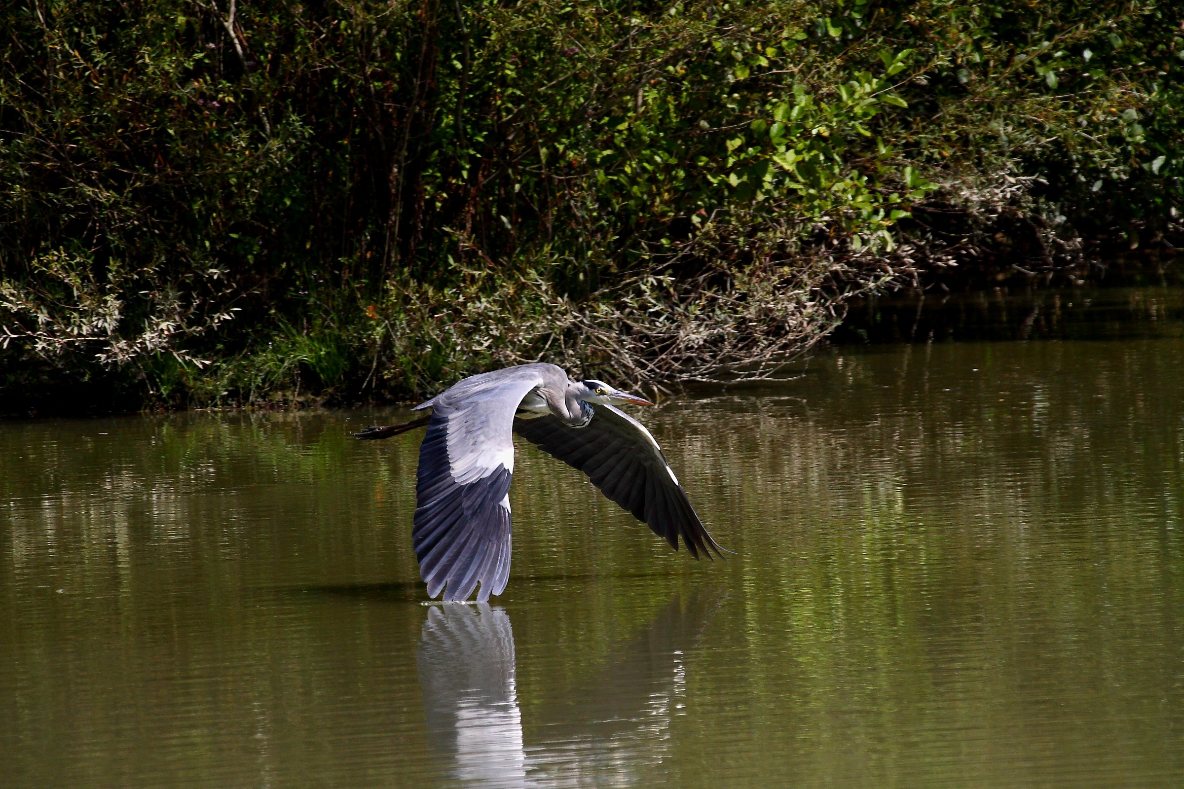 airone cenerino in volo