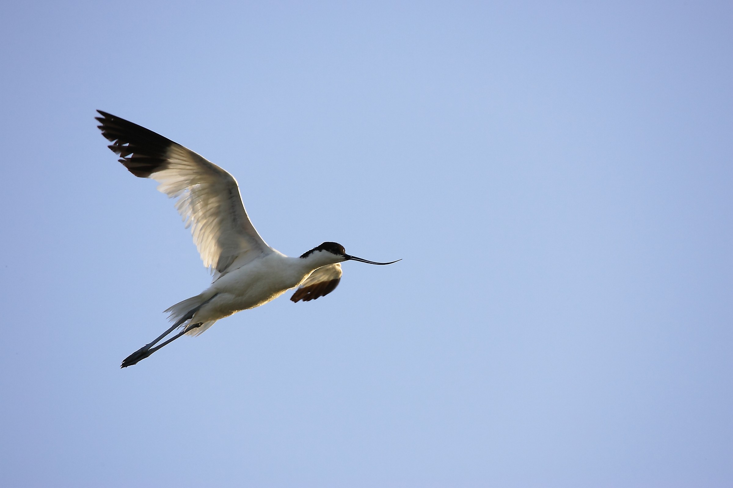 avocetta