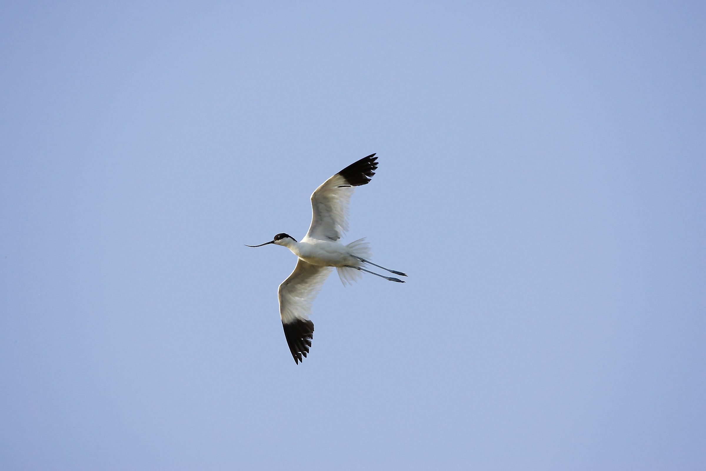 avocetta