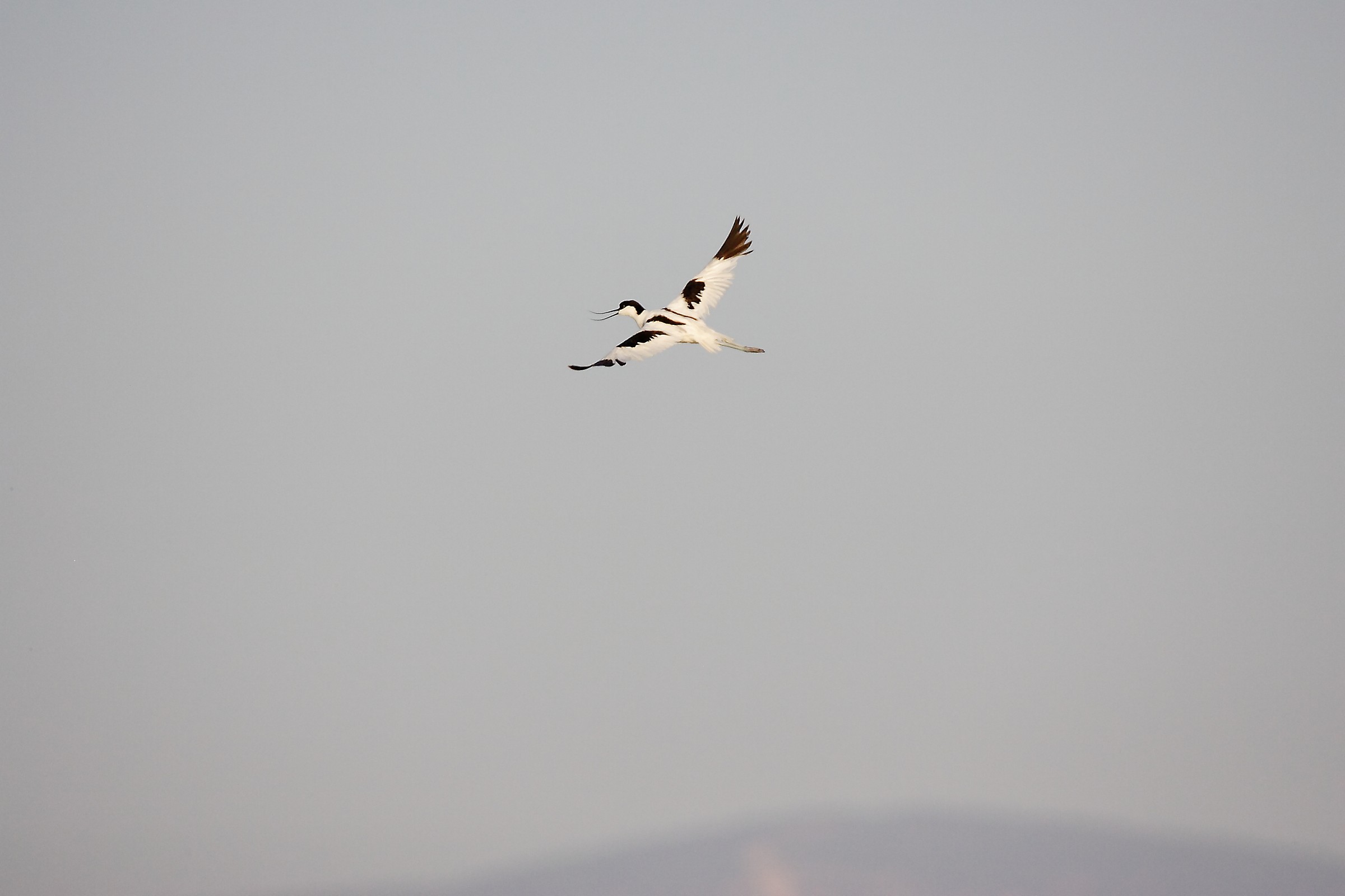 avocetta