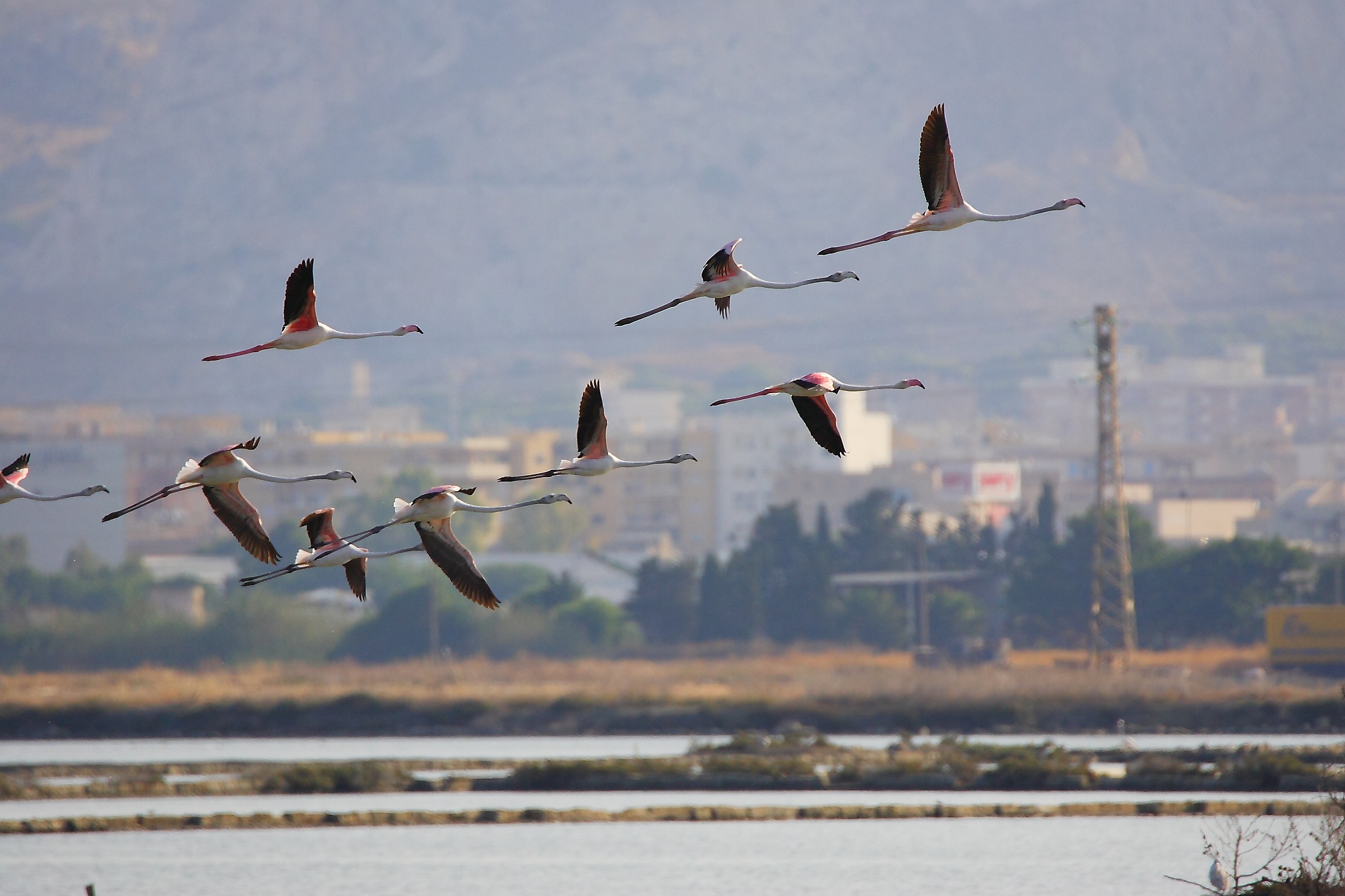 fenicotteri rosa in volo