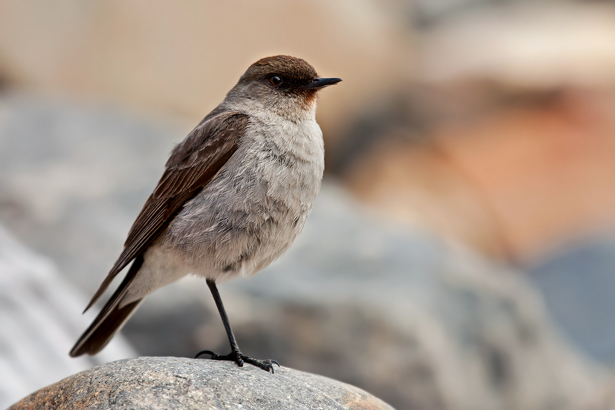 Tiranno terricolo facciascura