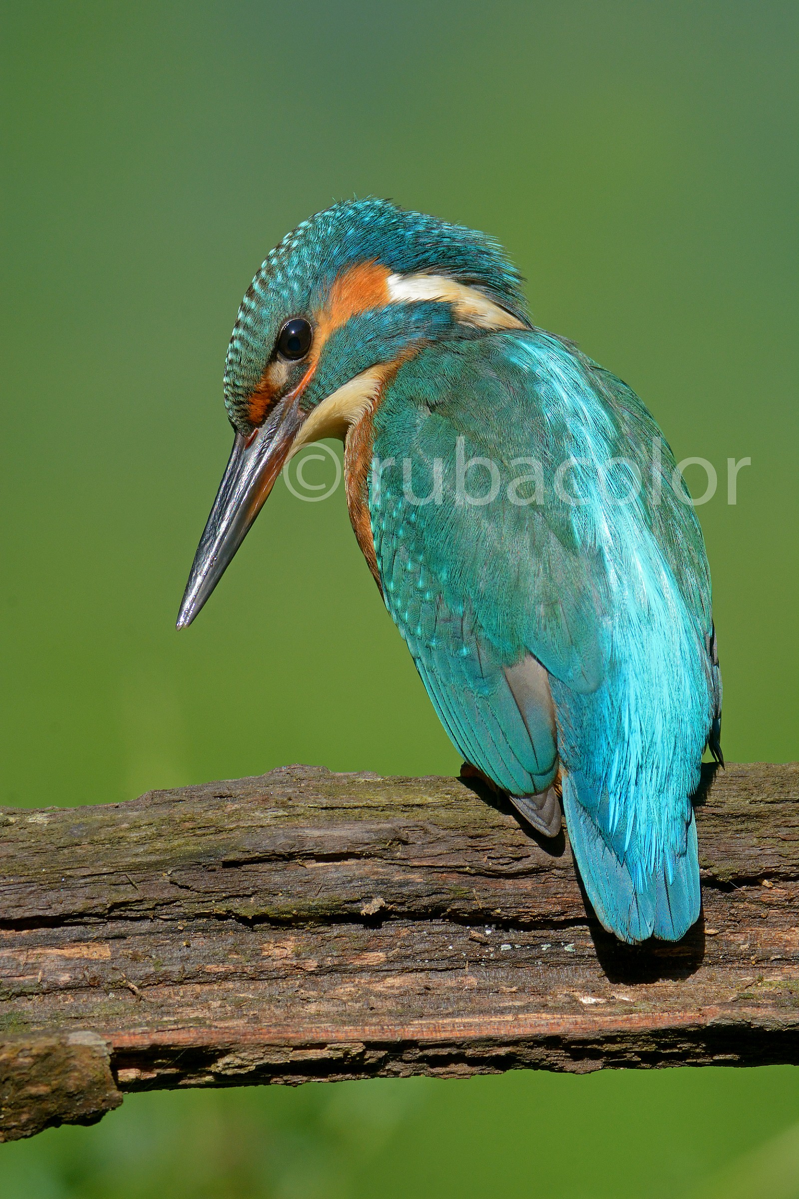 When the light begins to paint the green martino