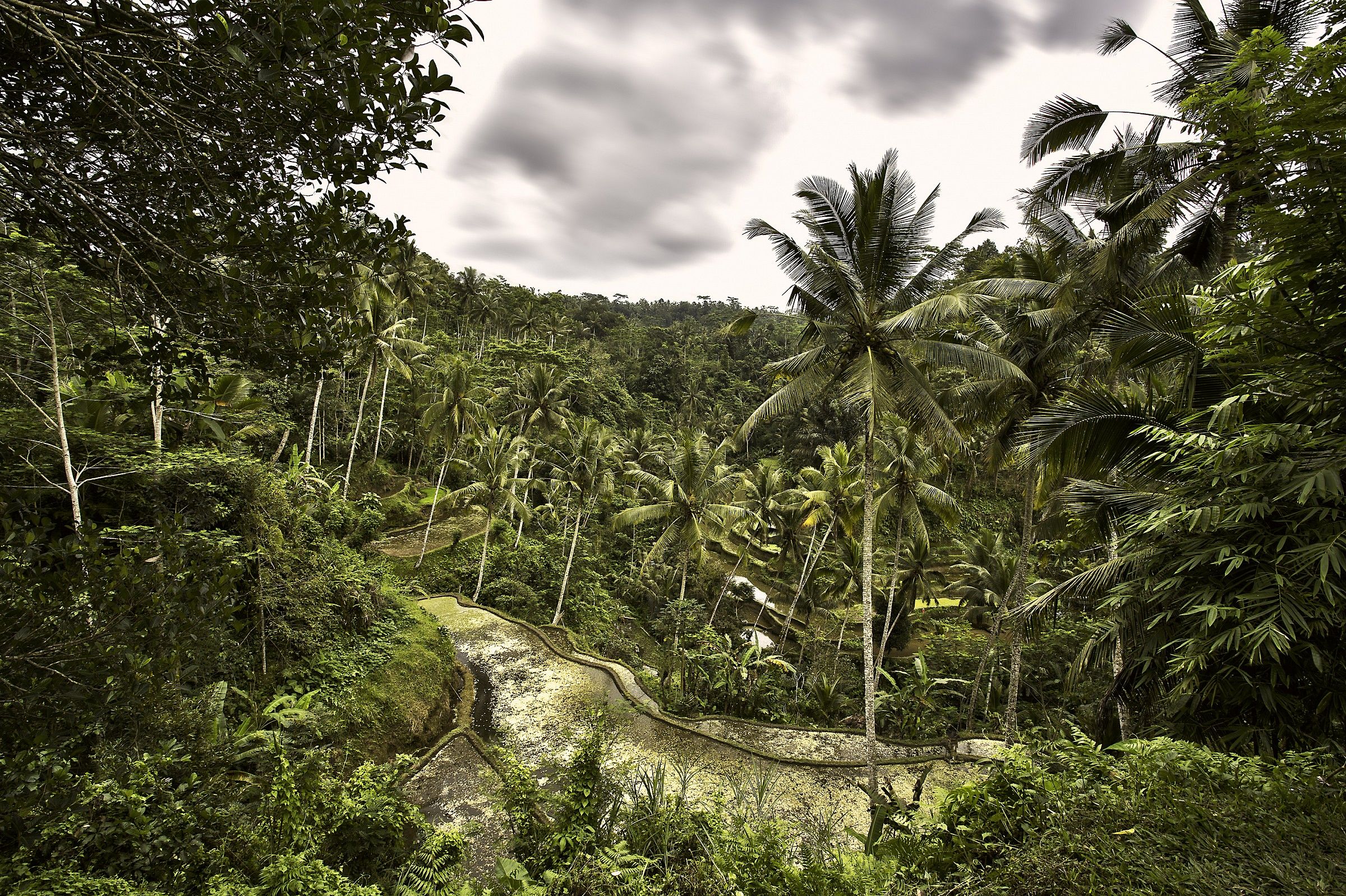 Bali - Rice fields surrounded Gunun Kawi Temple in the fores...