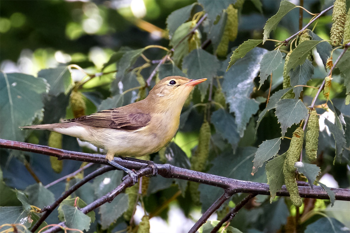Chiffchaff (Phylloscopus collybita)