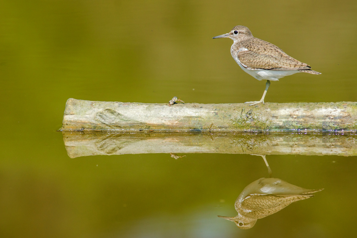 sandpiper