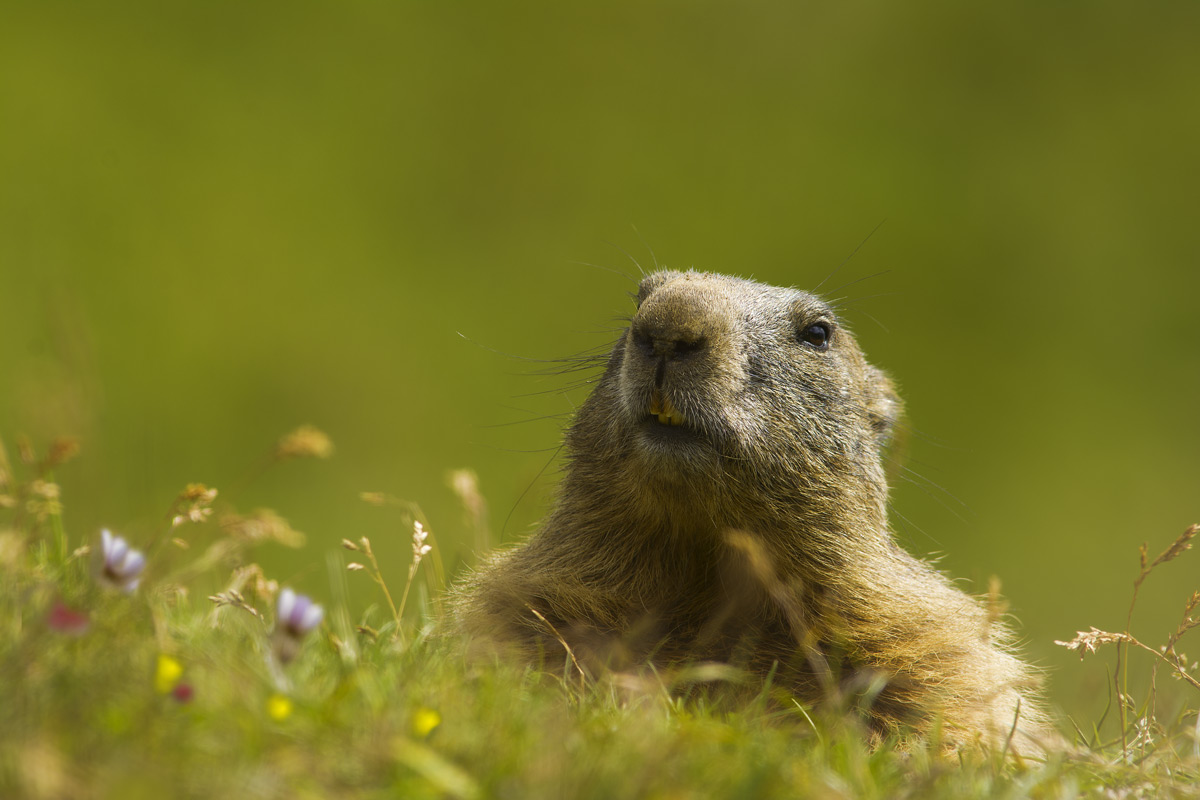 Marmot