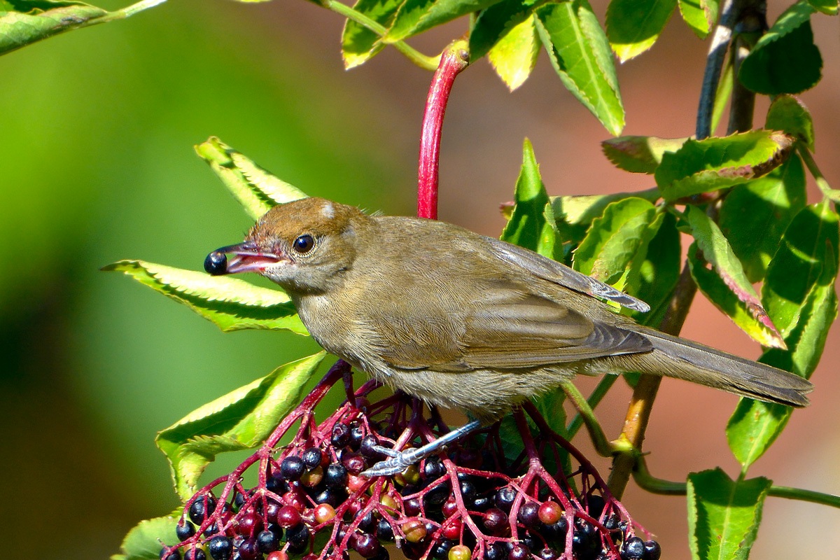 Blackcap on elder ...