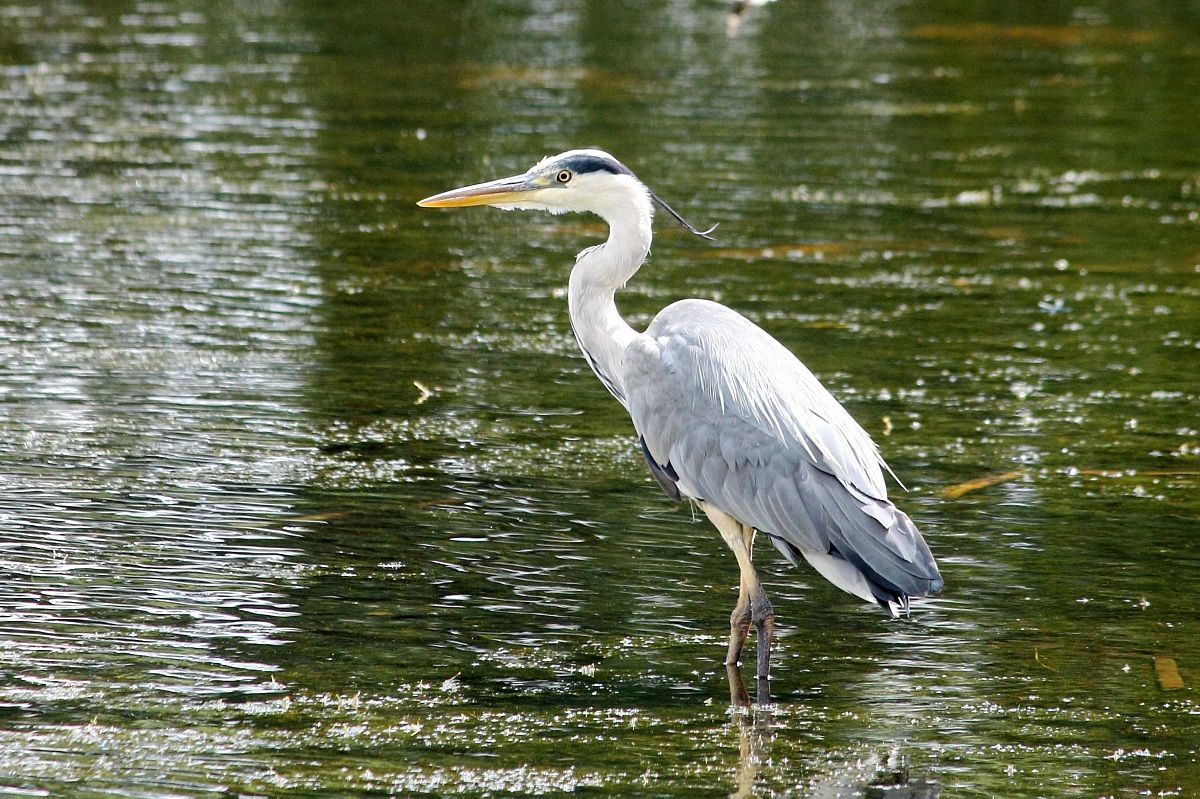 Grey heron