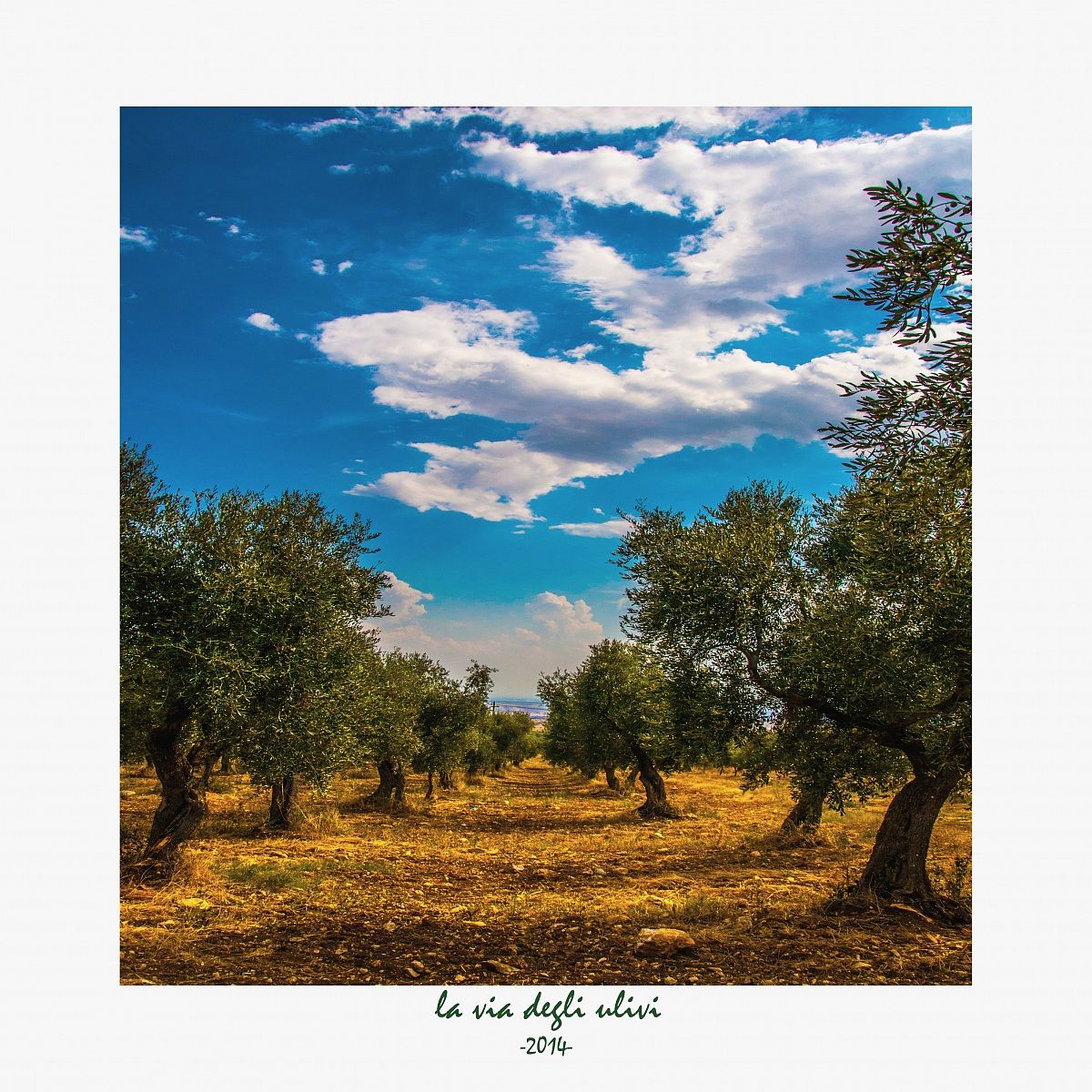 the way of the olive trees