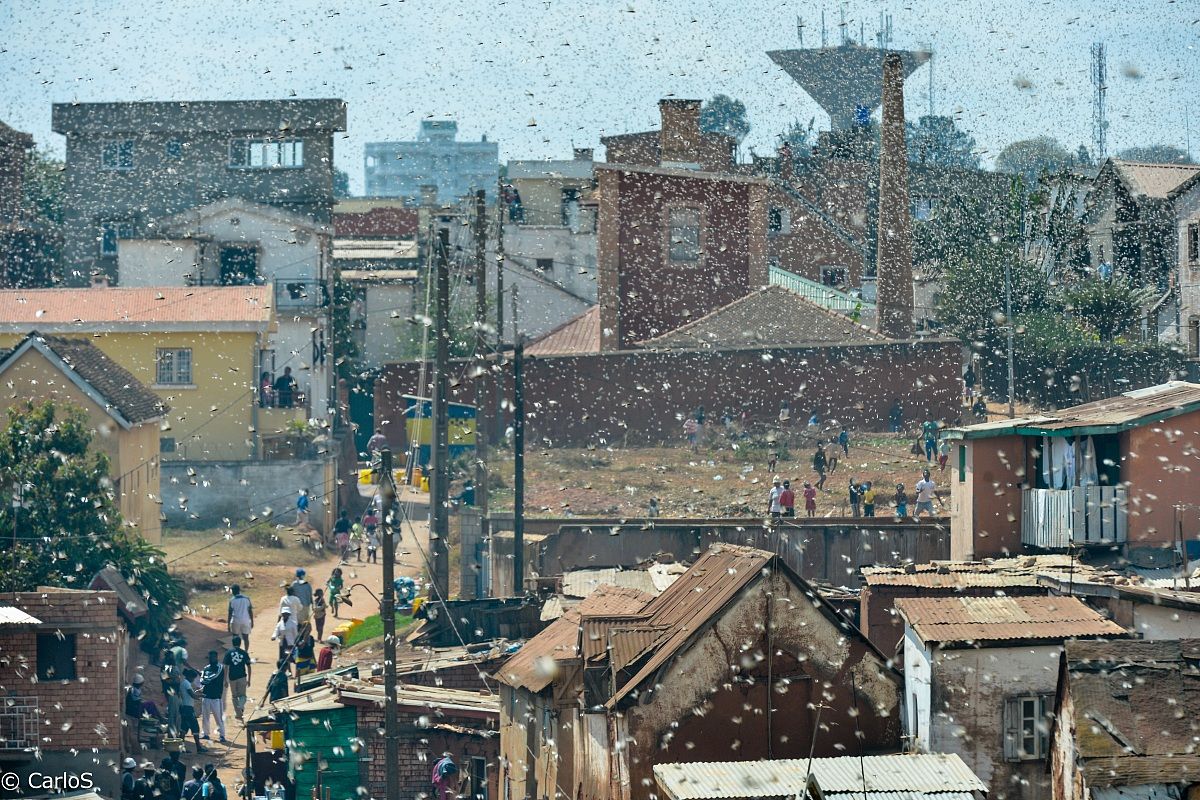 Nevicano cavallette..