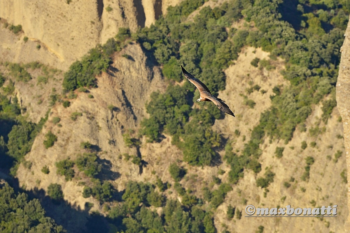 Griffon Vulture (Gyps fulvus)
