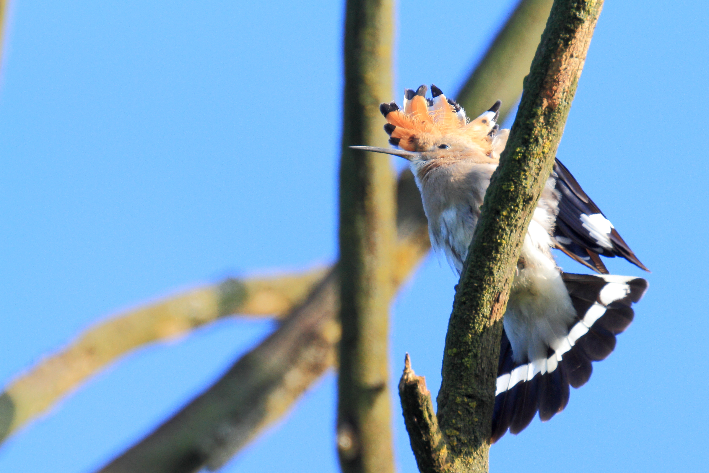 Hoopoe