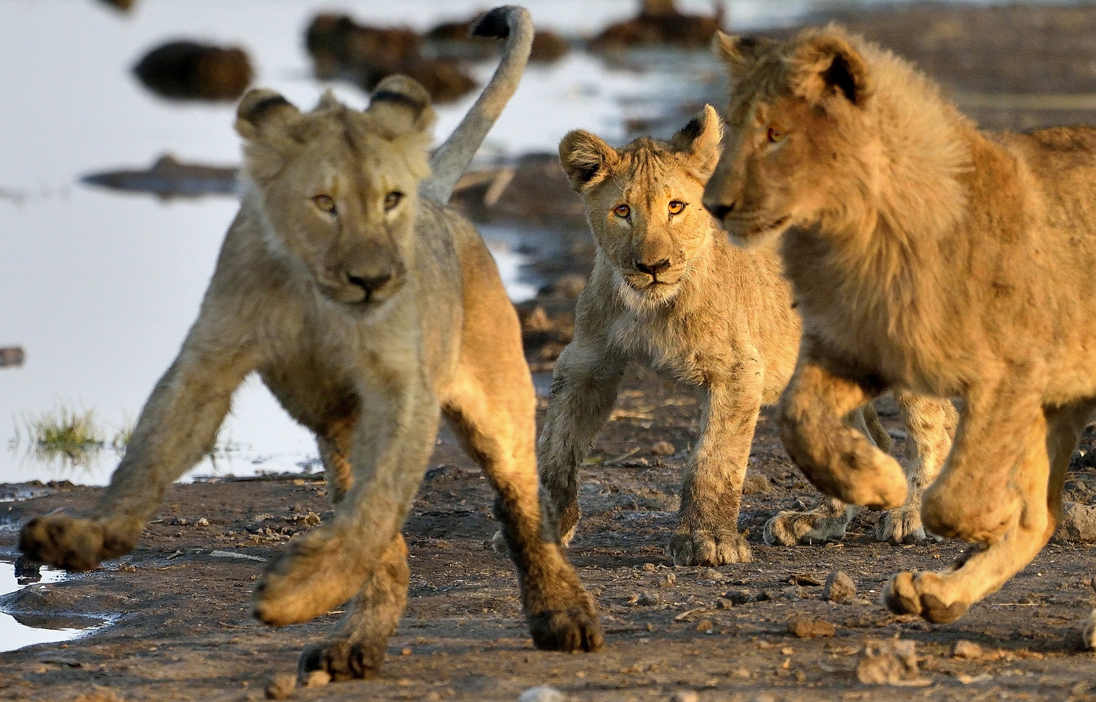 Etosha - Giovani leoni
