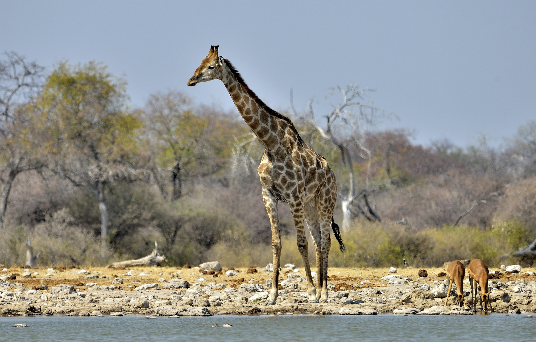 Etosha - Giraffa e Impala