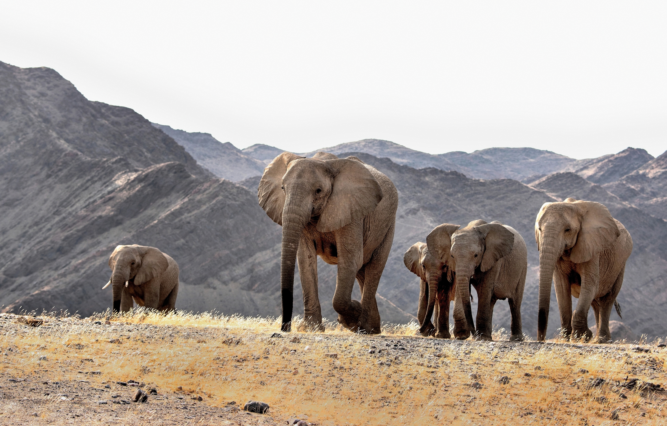 Deserto del Kaokoland - Elefanti