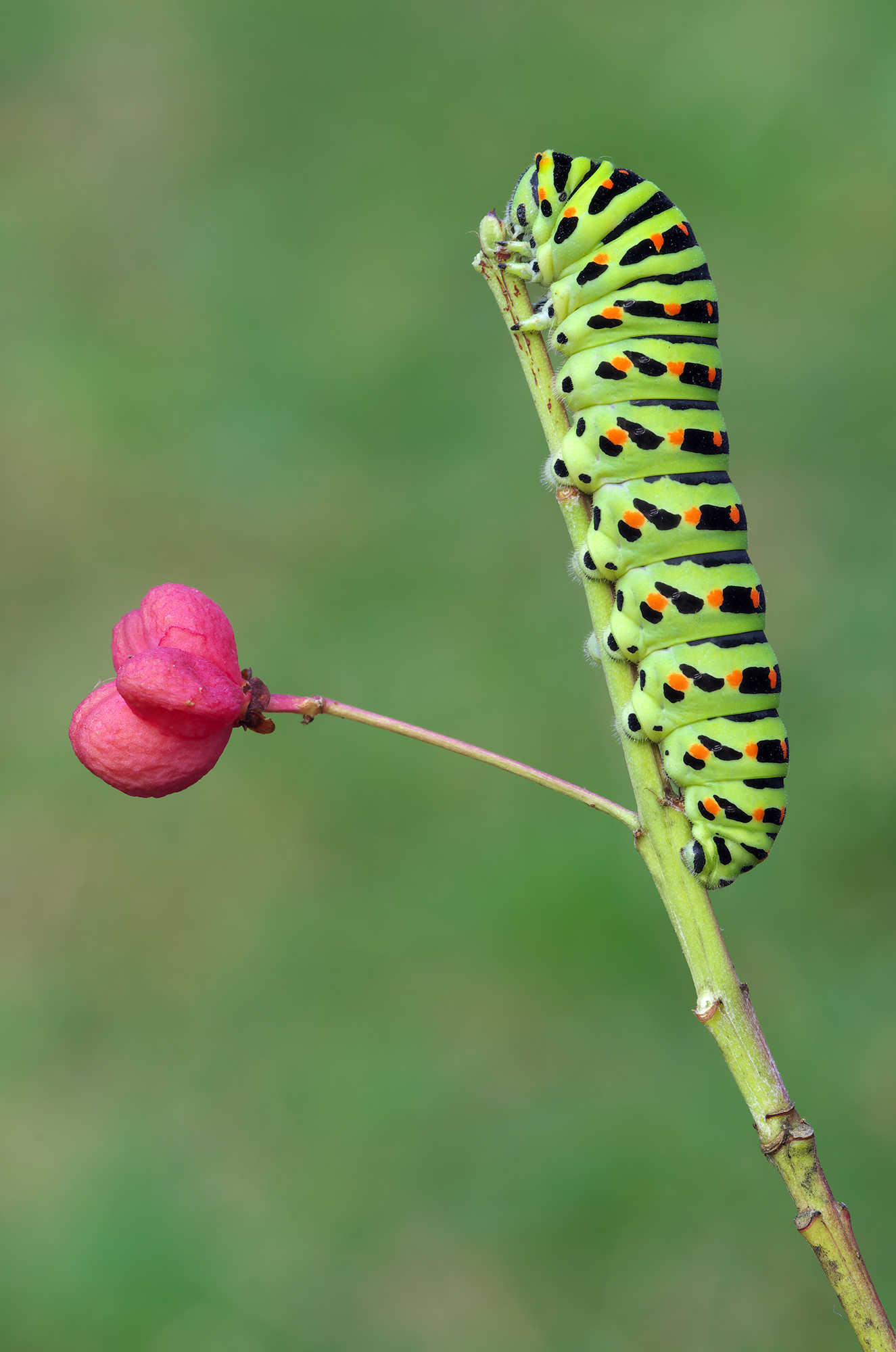 Papilio machaon