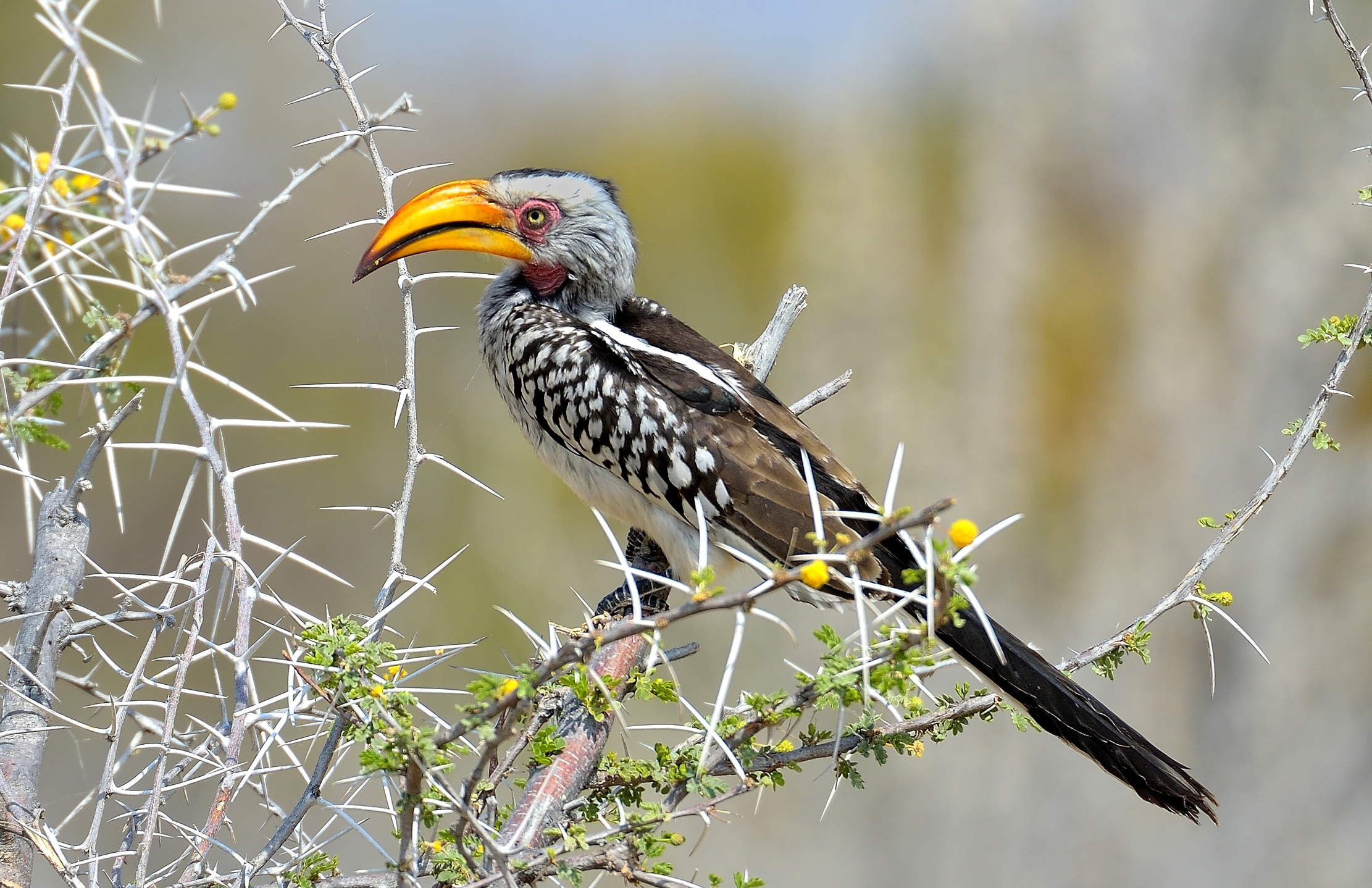 Etosha - Bucero becco giallo