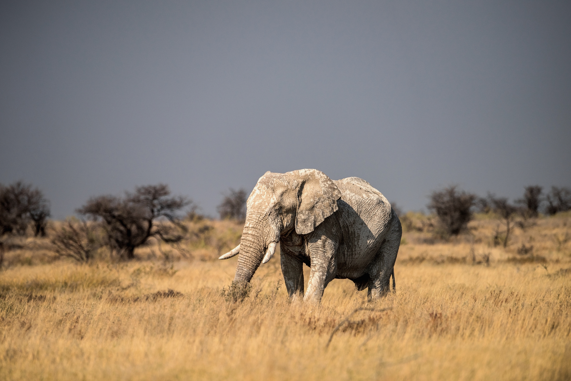 Etosha - Elefante bianco