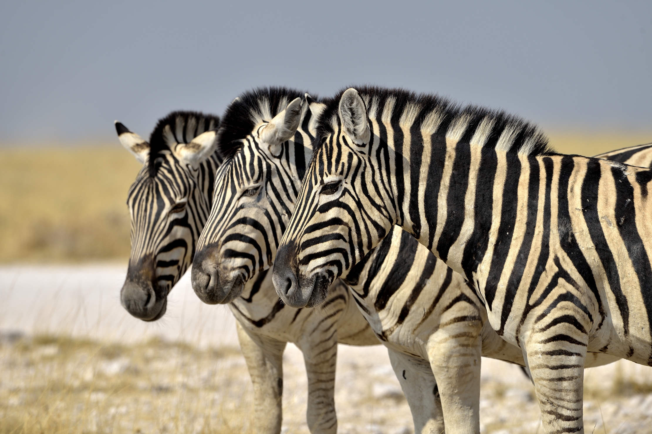 Etosha - Zebre