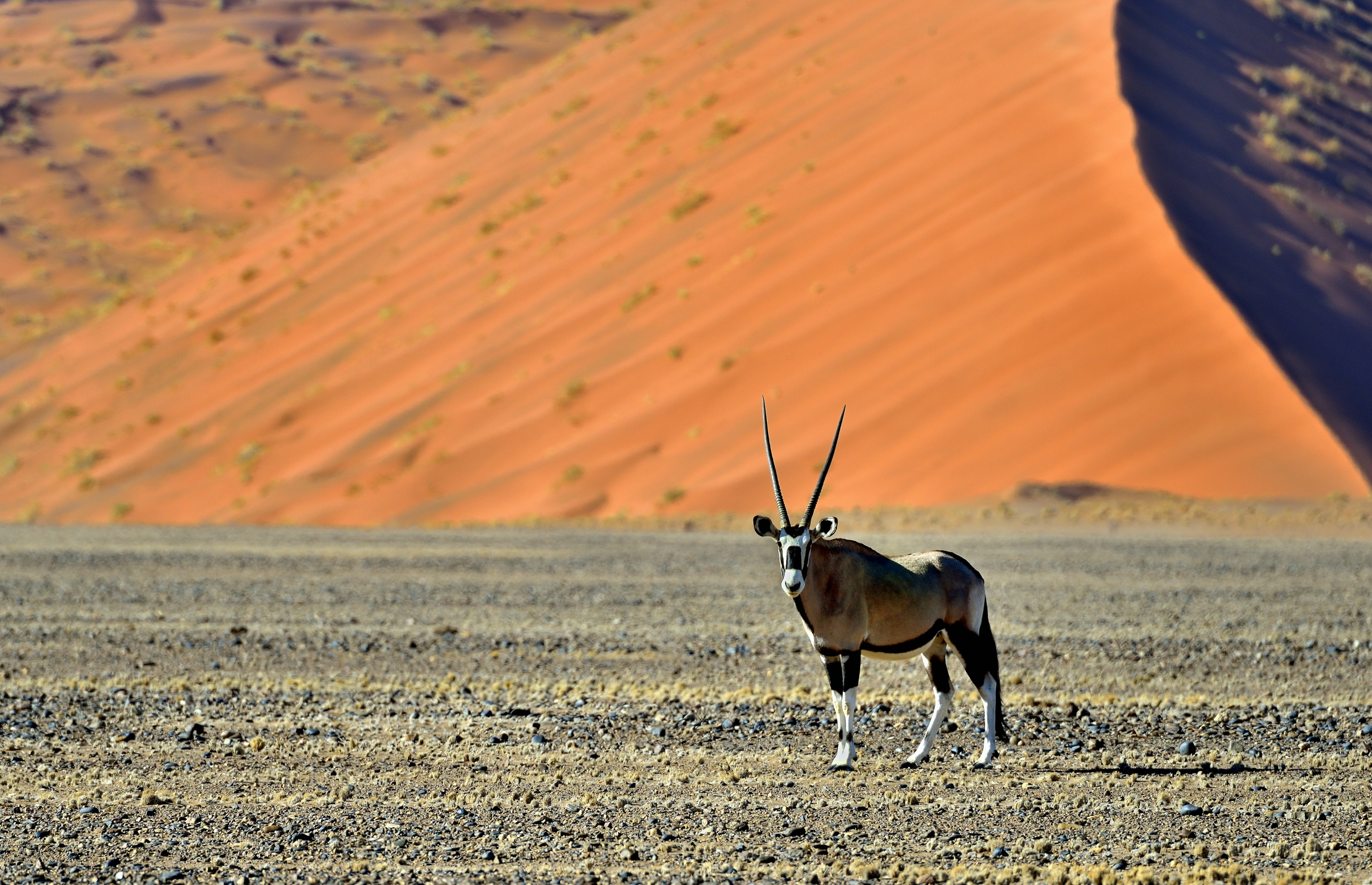 Deserto del Namib - Orix