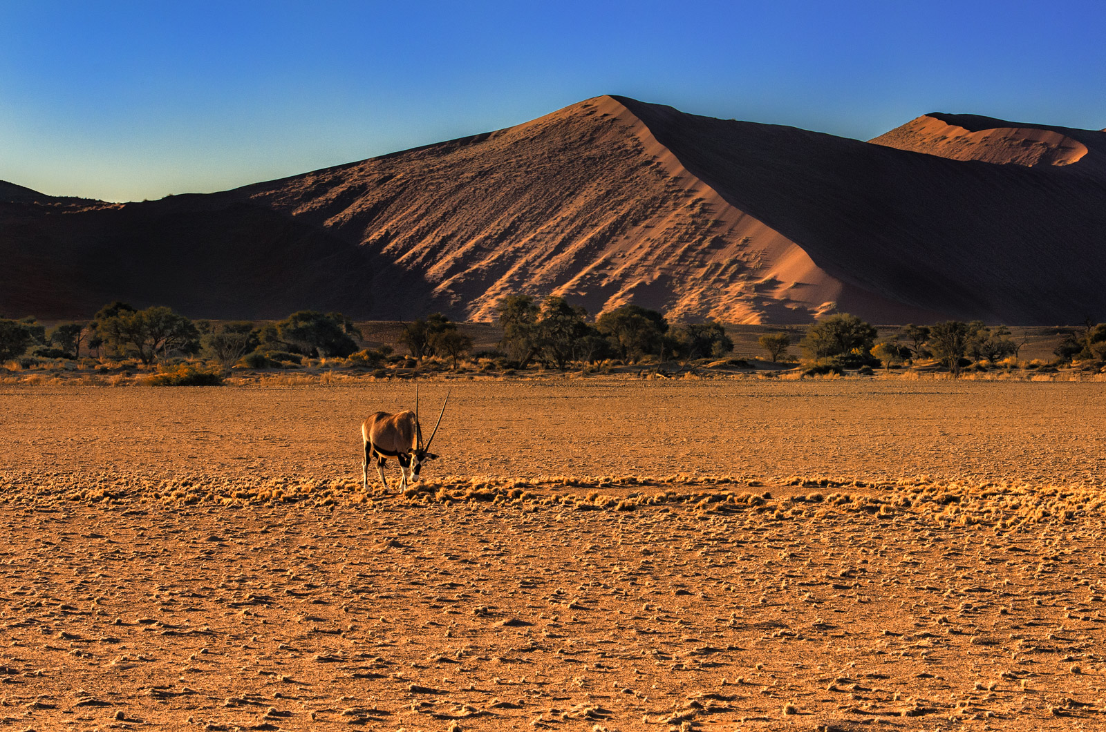 Oryx in golden light