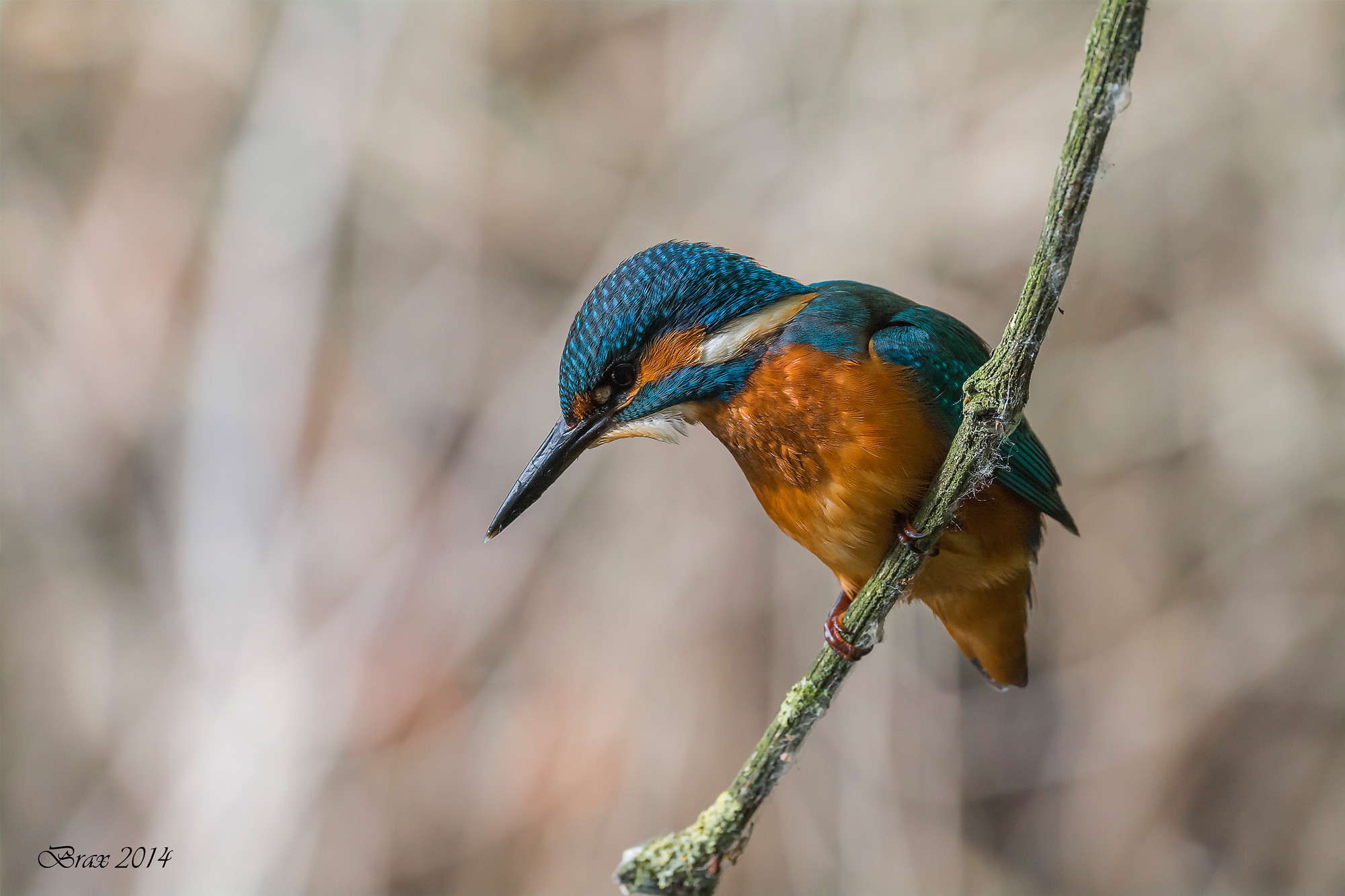 Alcedo atthis