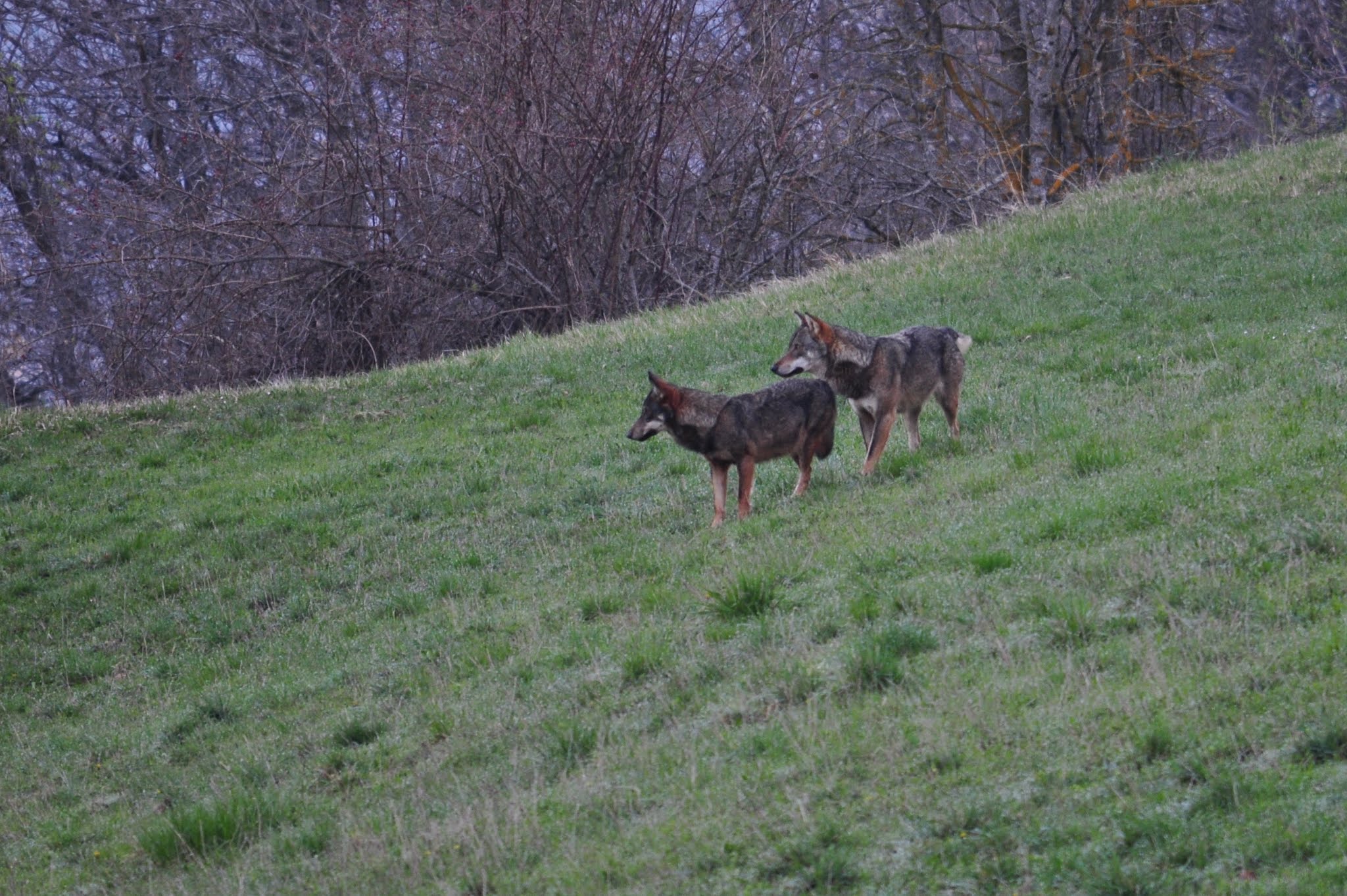 Coppia di lupi appenninici