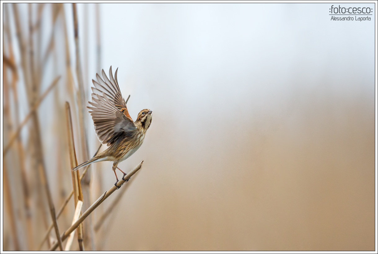 Emberiza schoeniclus - Reed Bunting - Migliarino p.