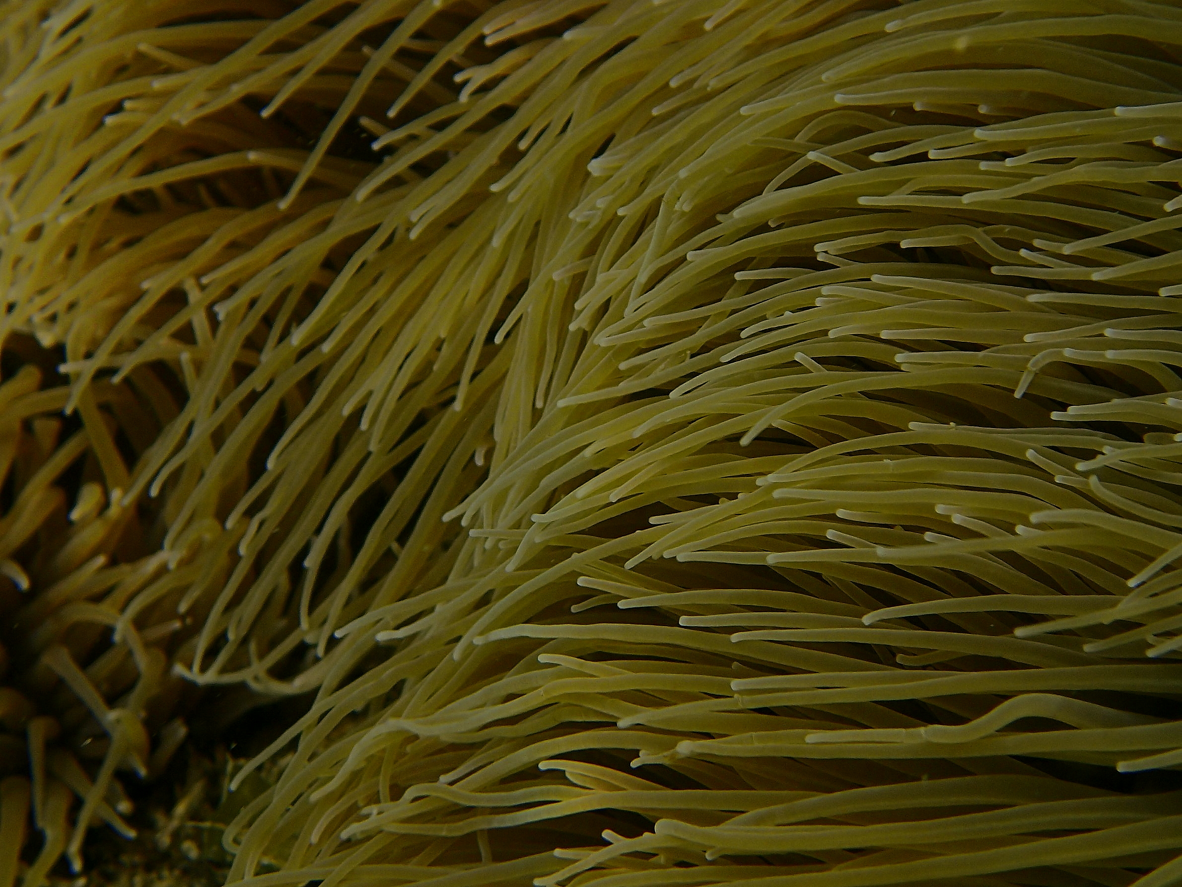 Anemone tentacles