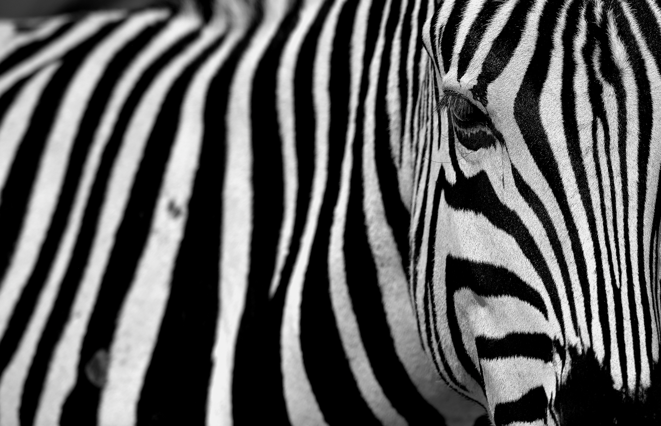 Etosha - Zebra