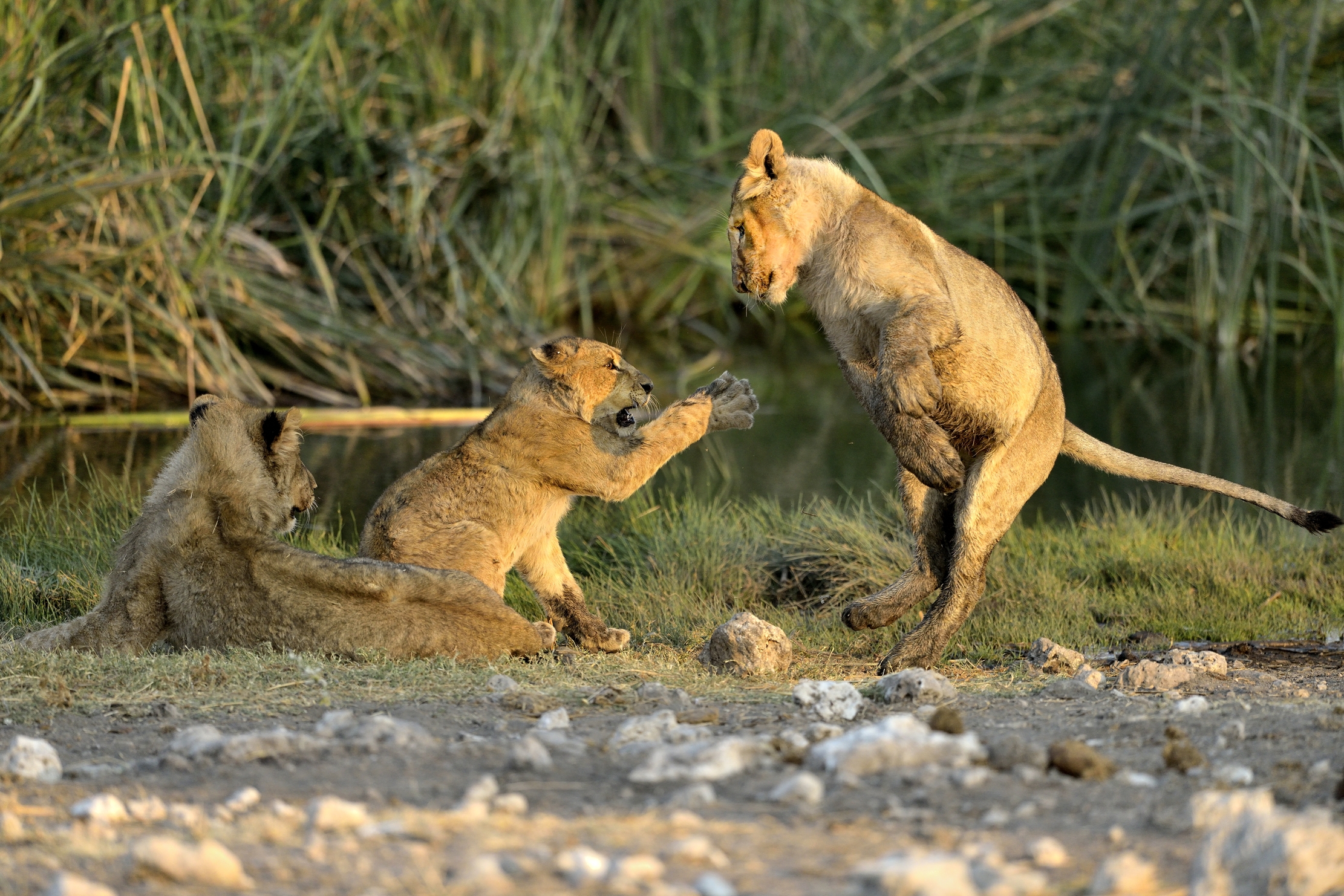 Etosha - Giovani leoni