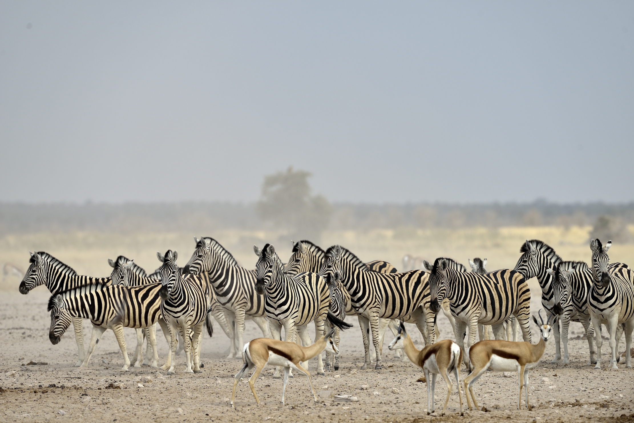 Etosha - Zebre e Springbok