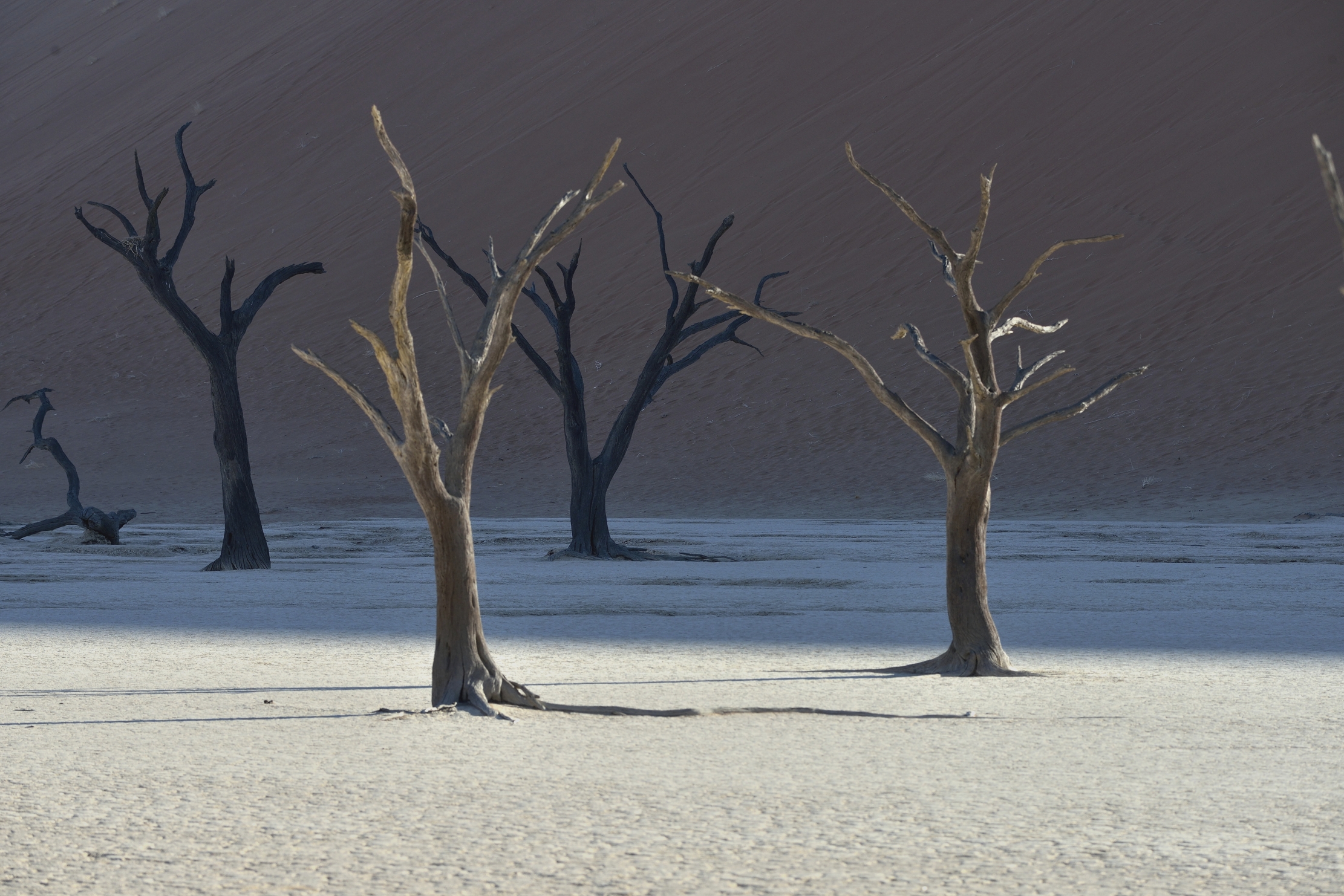 Deserto del Namib - Deadvlei