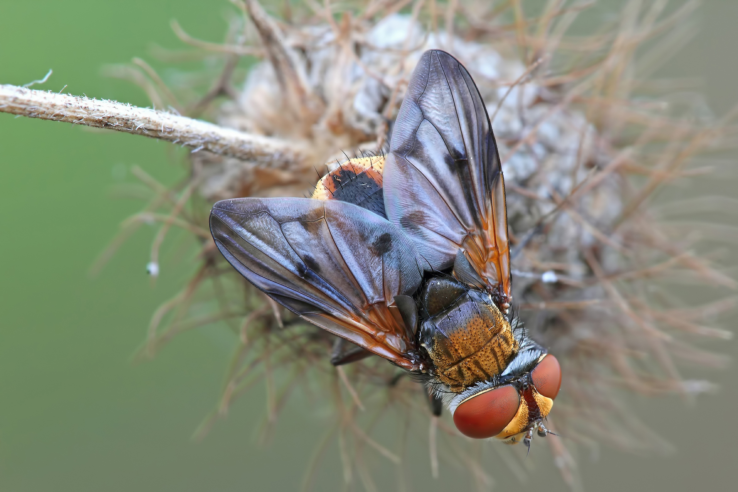 The First Of Quest 'Year !!!