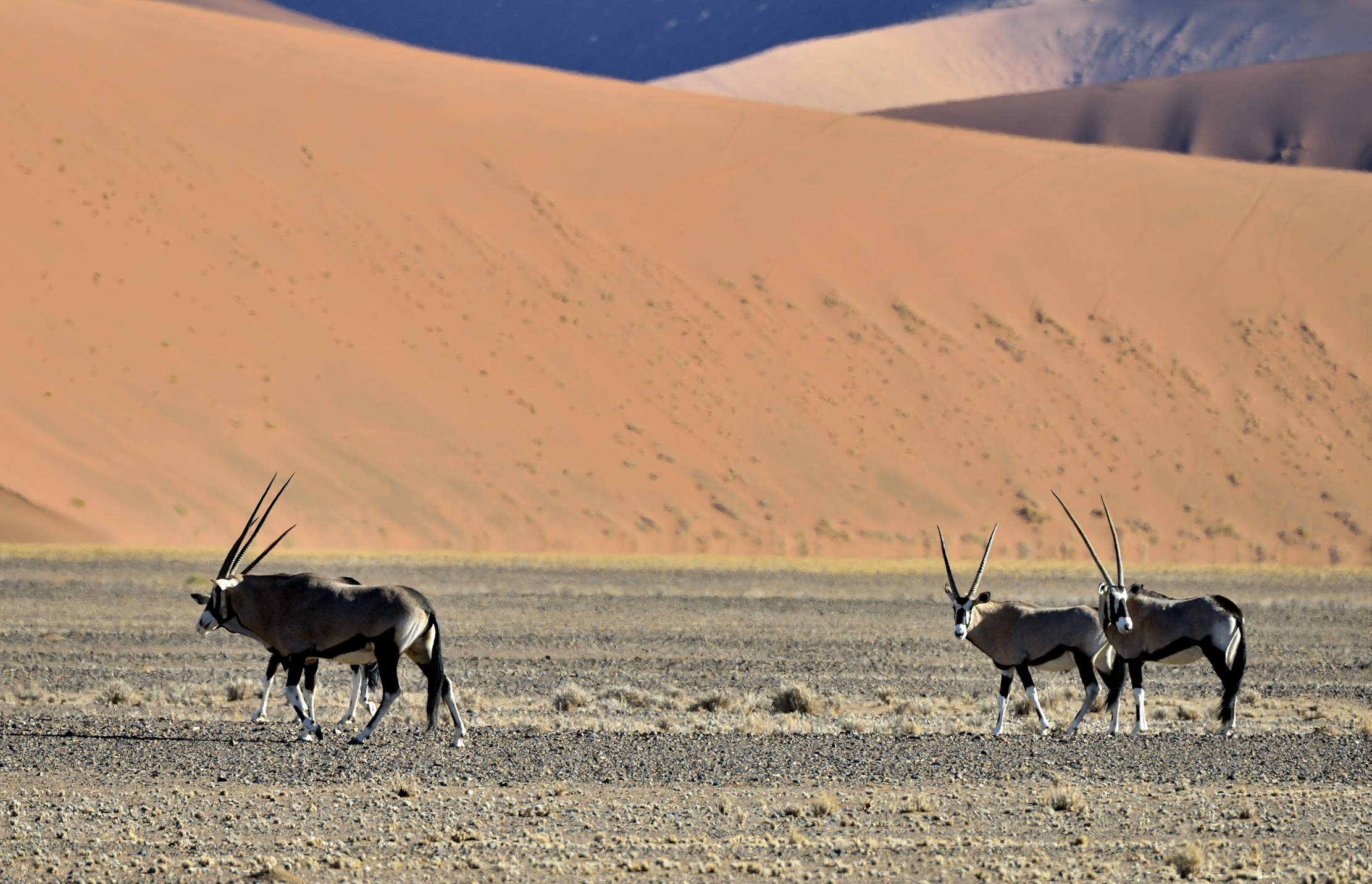 Deserto del Namib - Orix
