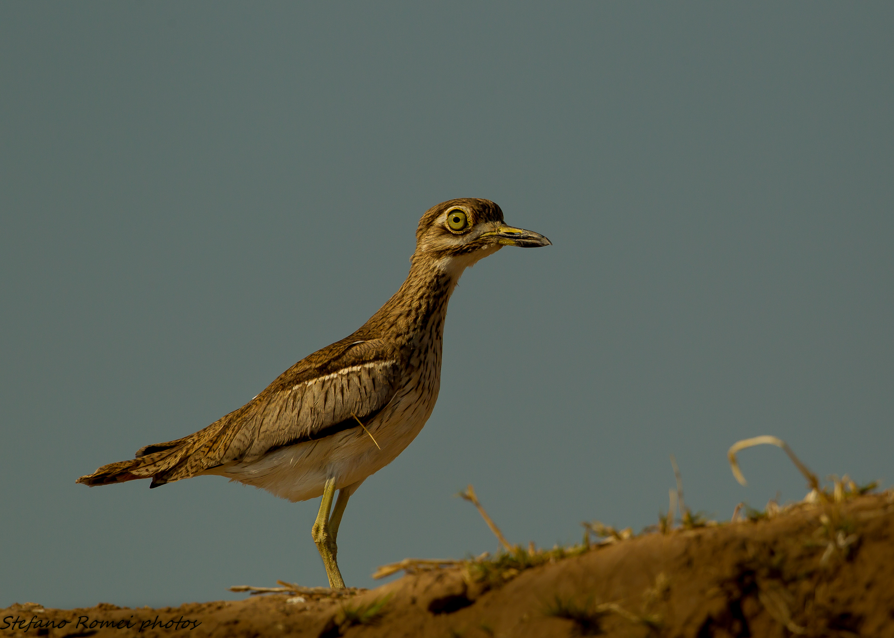 but what big eyes you have .....