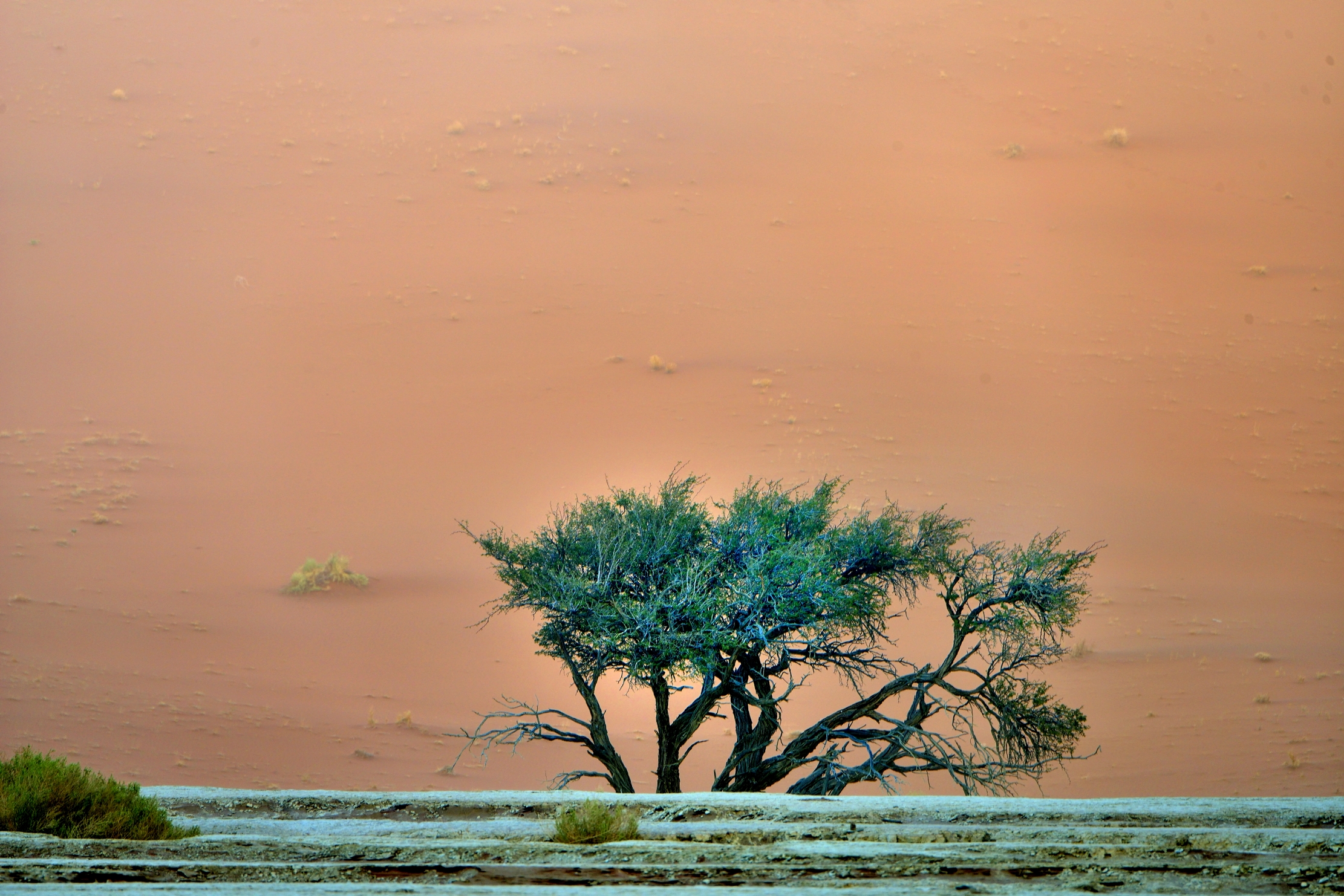 Deserto del Namib - Albero
