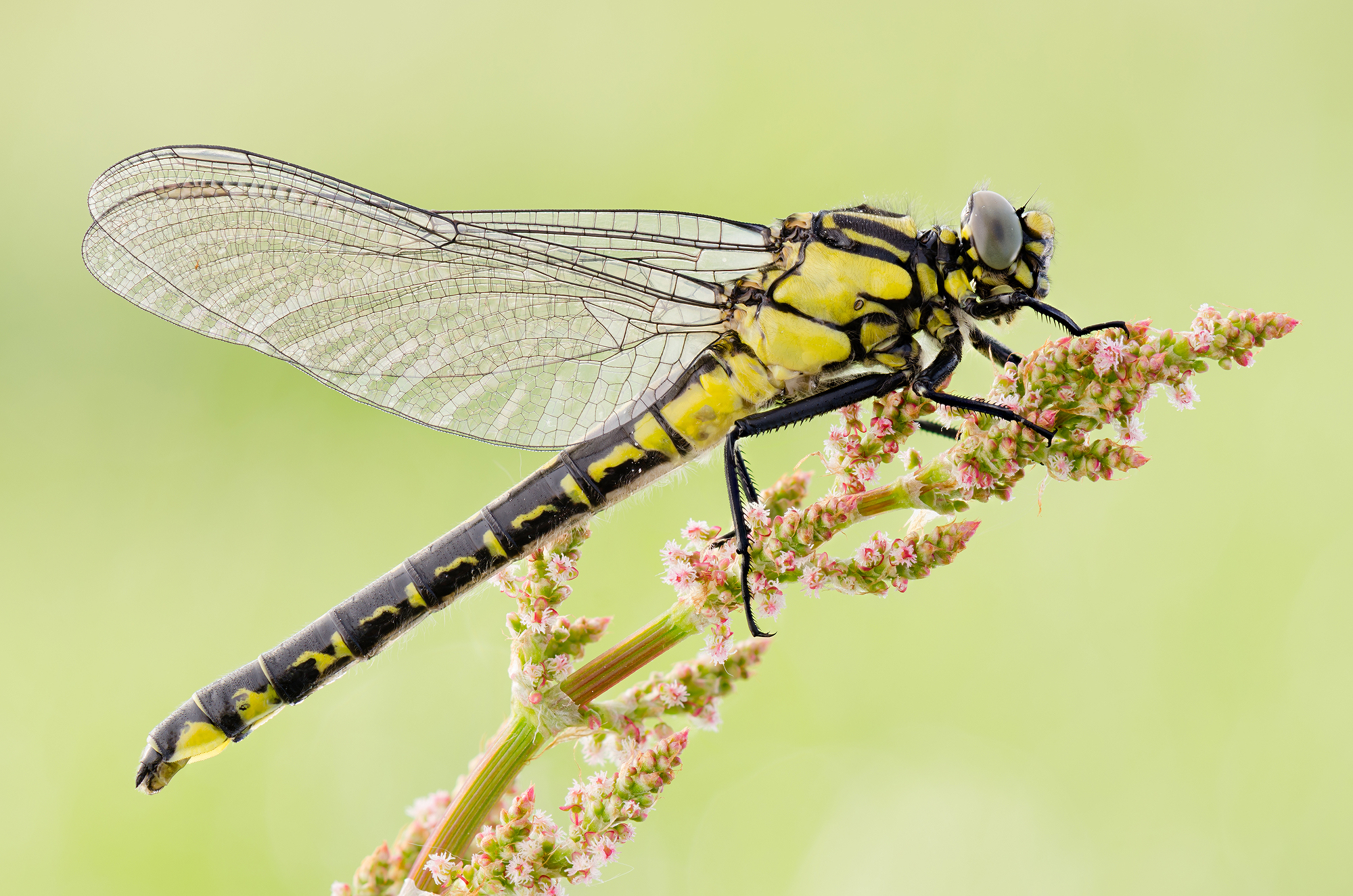 Gomphus vulgatissimus
