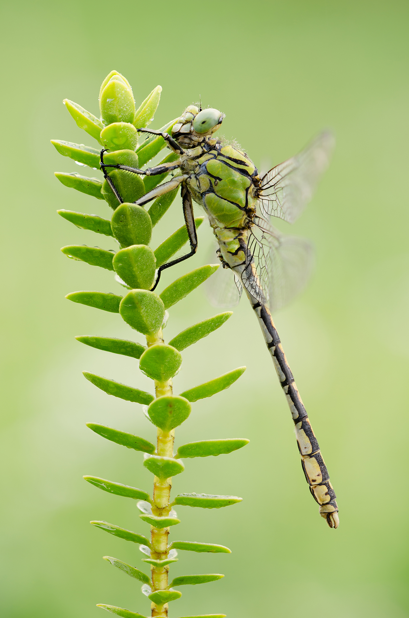 Cecilia Ophiogomphus