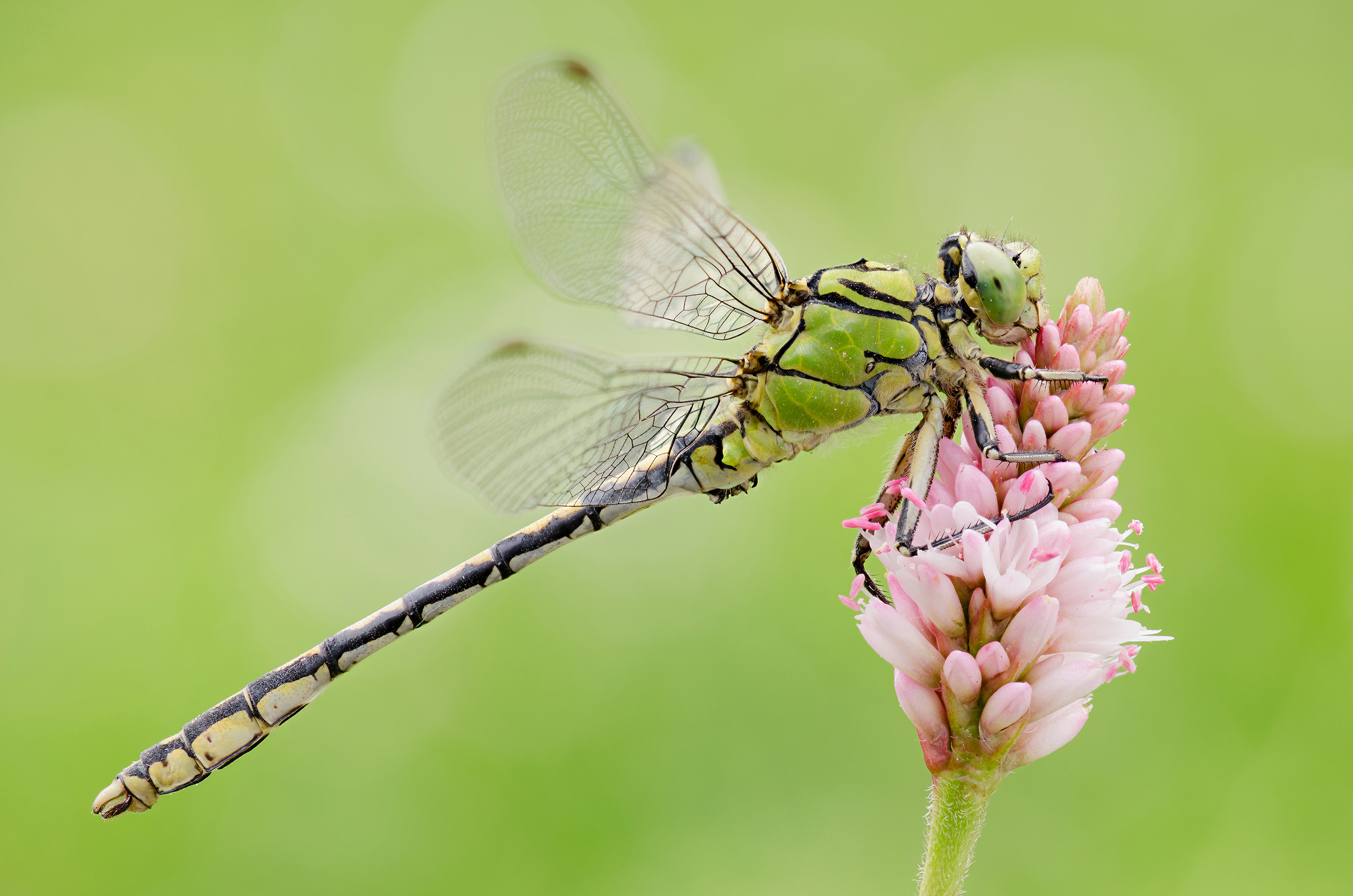 Cecilia Ophiogomphus
