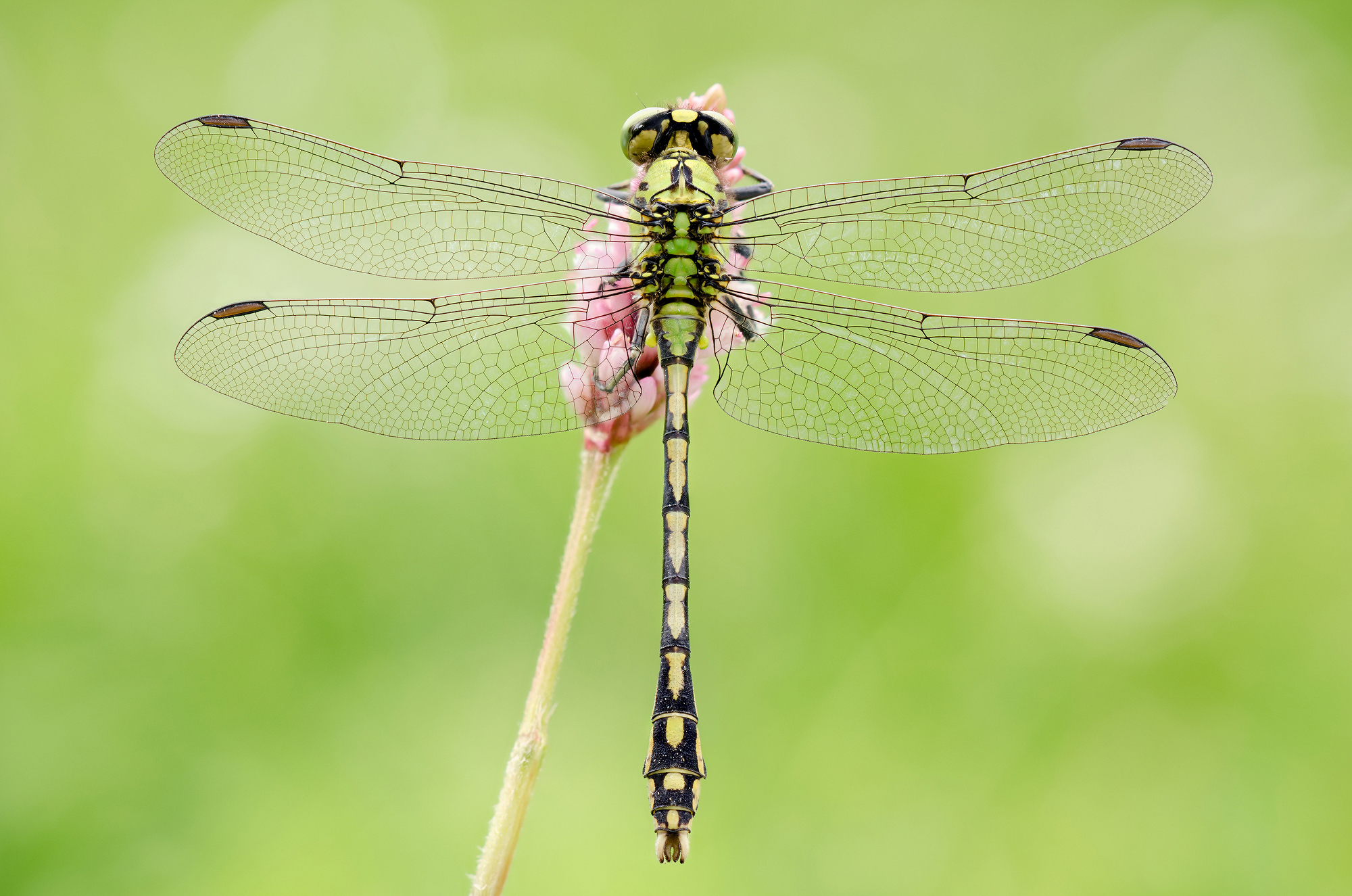 Cecilia Ophiogomphus