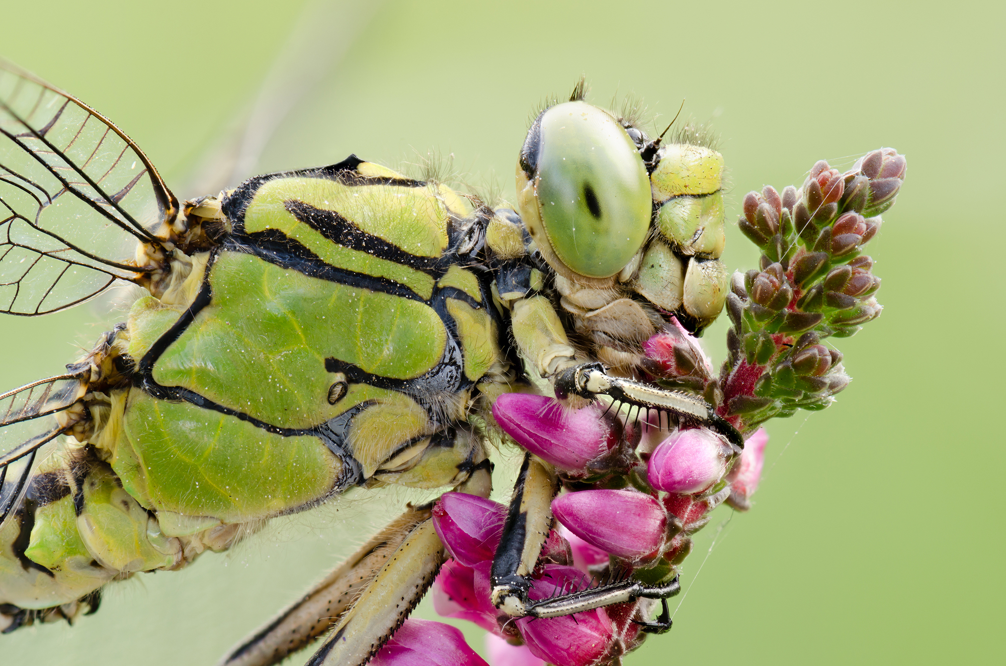 Cecilia Ophiogomphus