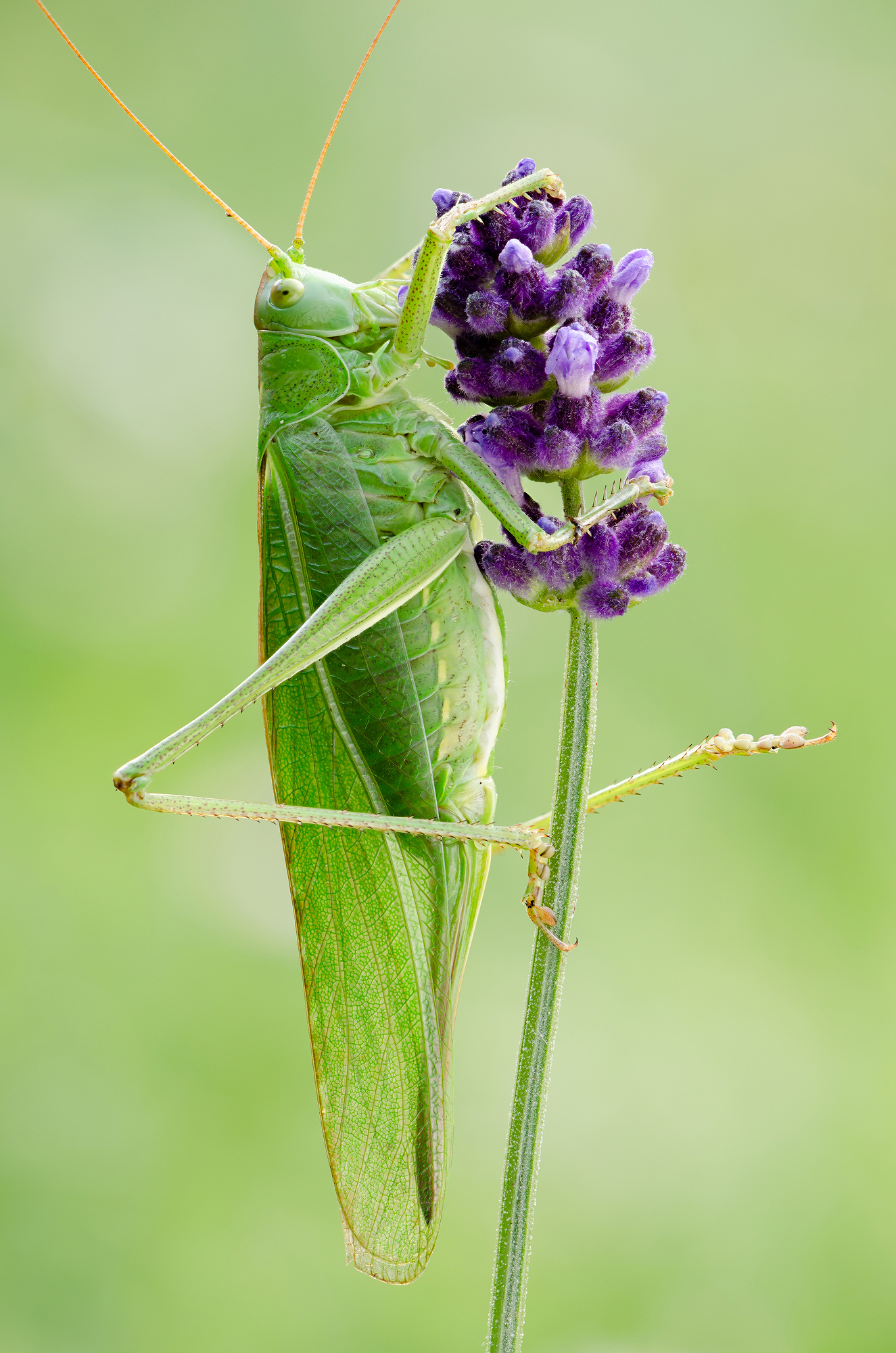 Tettigonia viridissima