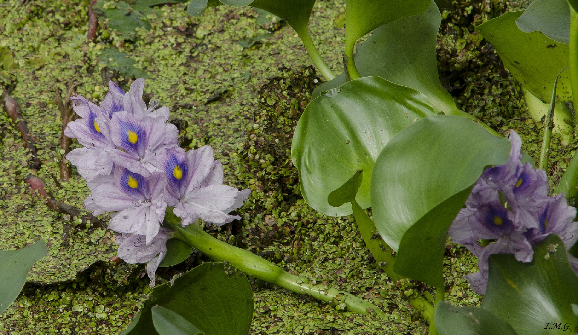 Flower water ... who knows the name?