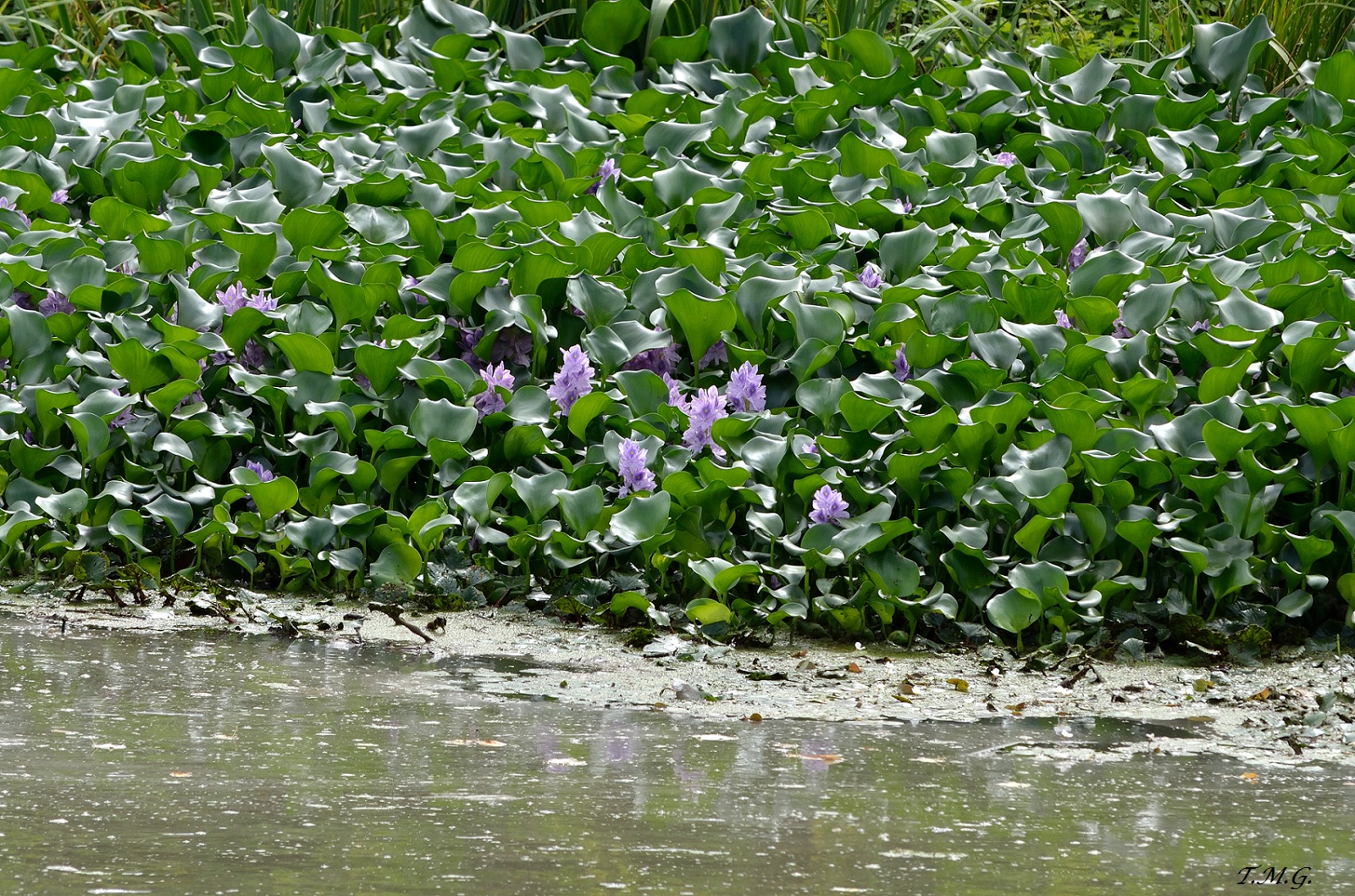 Fiori d'acqua 2 Giglio