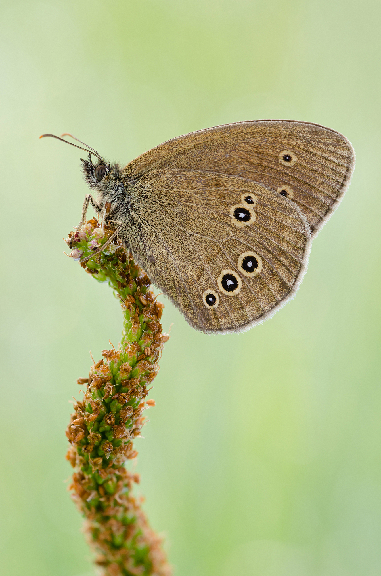 Aphantopus hyperantus